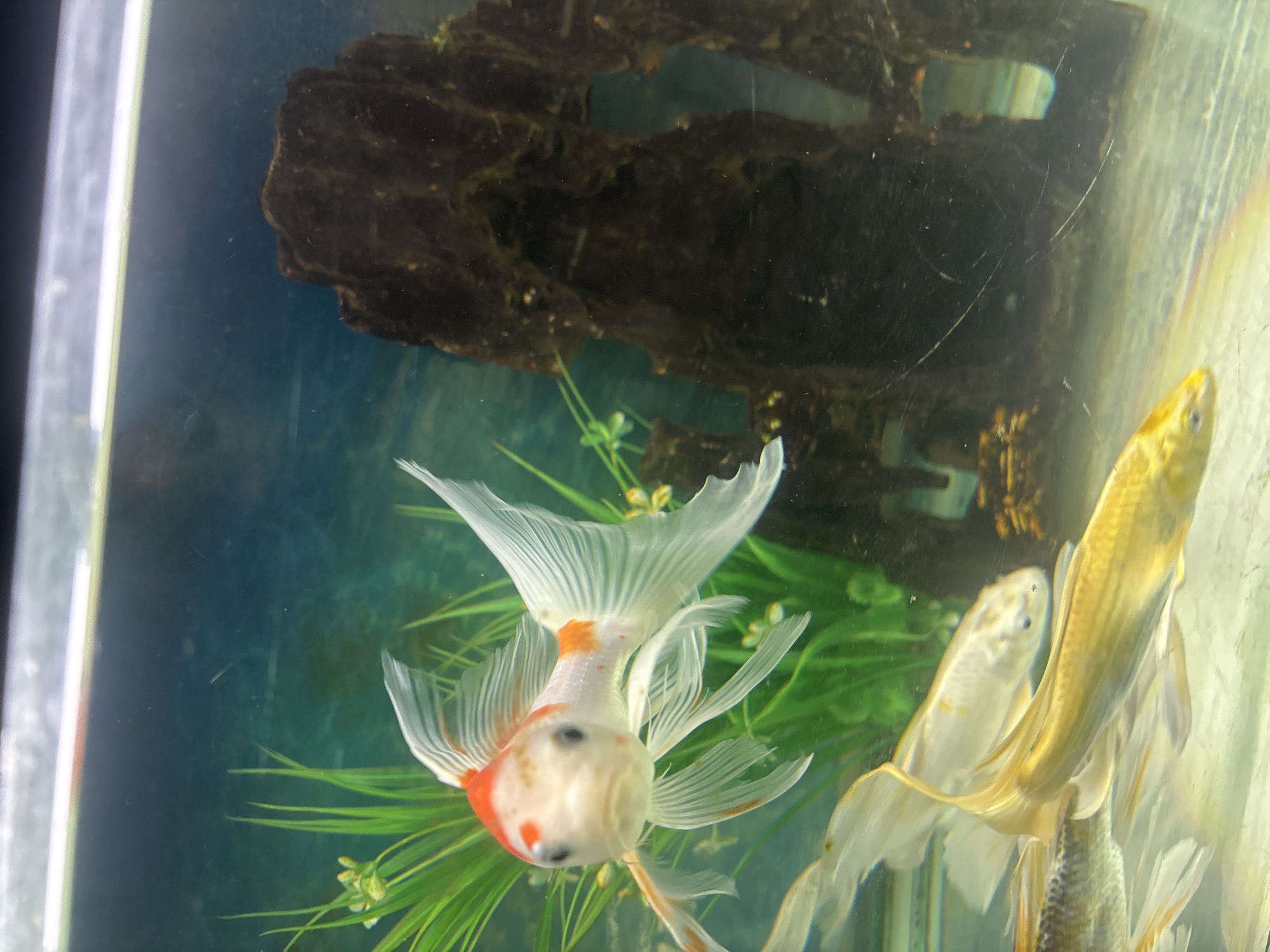 A koi fish with white and orange markings swims in an aquarium. The fish is in the foreground, facing the camera. Its fins are spread wide. In the background, there are green artificial plants and a dark brown rock decoration. Several other fish are partially visible in the lower part of the aquarium. The water is clear, and the lighting is bright, highlighting the colors of the fish and decorations. The aquarium appears to be well-maintained.