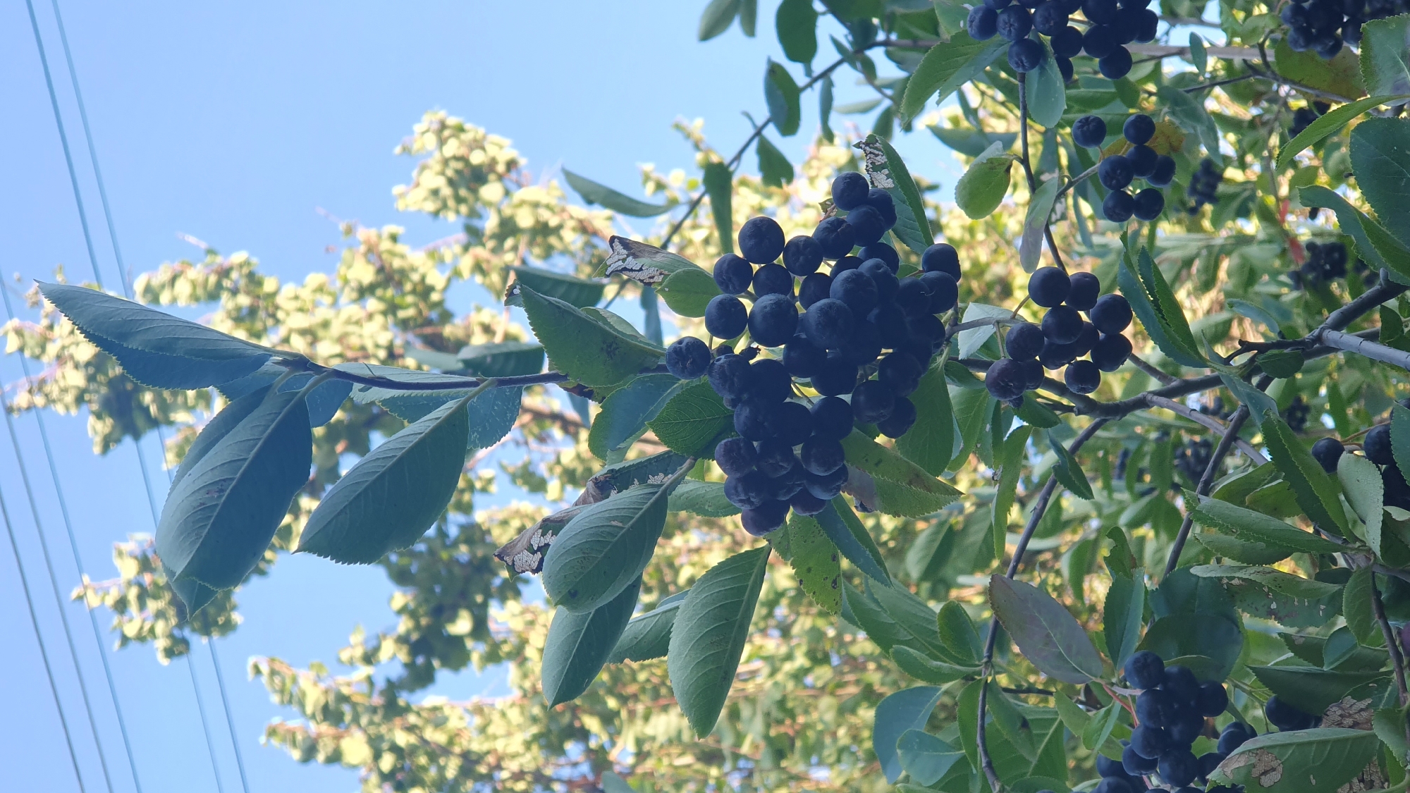 A low-angle medium shot captures a cluster of dark purple chokeberries hanging from a branch of a chokeberry bush. The berries are round and plump, with a deep, almost black hue. They are clustered tightly together on thin stems, forming small bunches. The leaves of the bush are a vibrant green, with serrated edges, and some show signs of natural wear or minor damage. The background is a blurred mix of more greenery from the bush and other trees, suggesting a natural or garden setting. In the upper portion of the image, a clear blue sky is visible, with two thin, parallel power lines stretching across it. The overall impression is one of natural abundance and a bright, sunny day. This scene is likely located in the city of Ust-Labinsk, Russia, given the context. No people or animals are visible in the image.