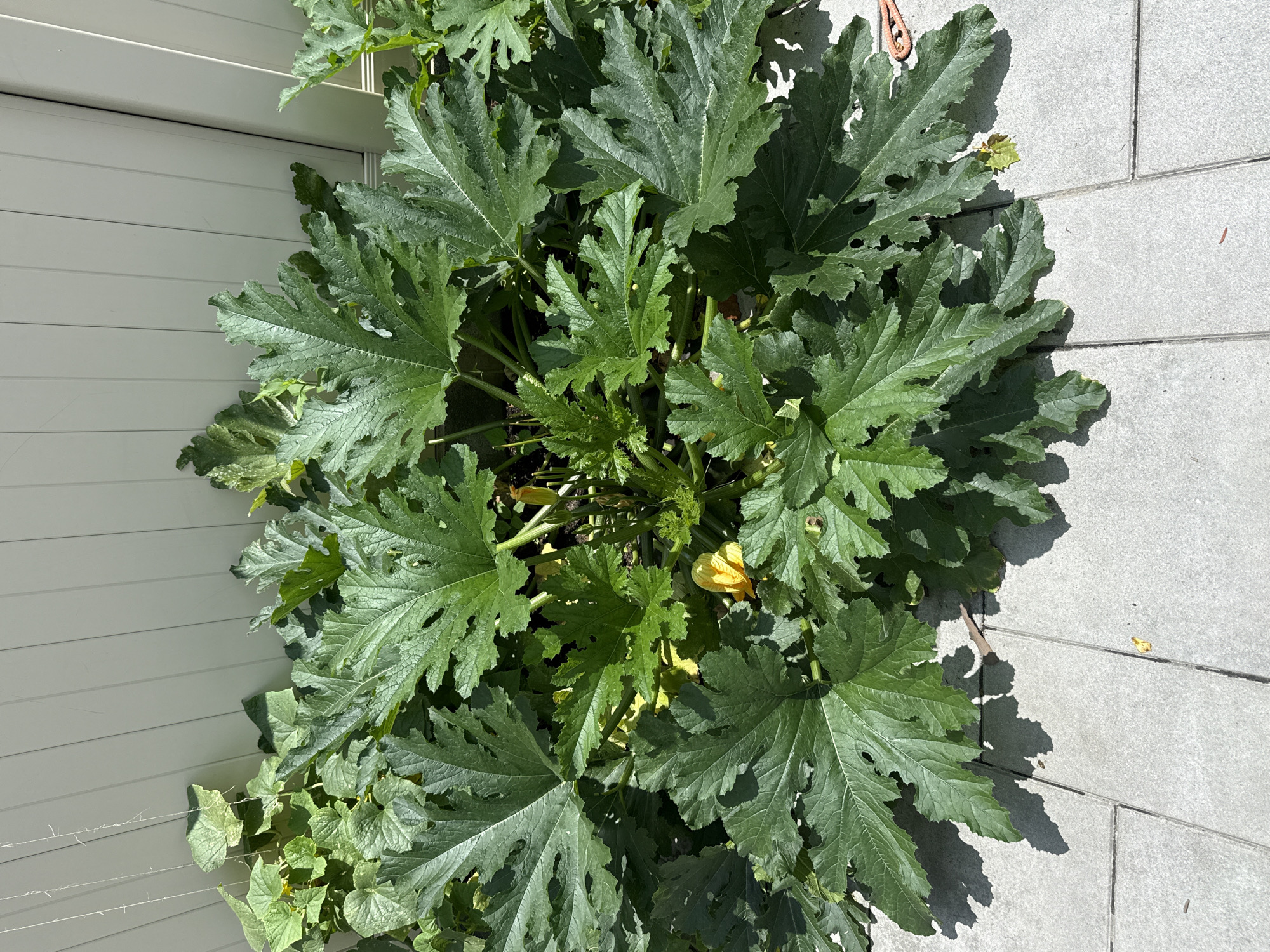 A full shot shows a vibrant zucchini plant growing next to a pale gray, slatted fence. The plant's large, serrated, dark green leaves spread out, casting shadows on the interlocking light gray patio stones. A single yellow zucchini flower is visible amidst the foliage. The scene is bathed in bright sunlight, indicating an outdoor setting in a city, possibly New York, United States of America, where the plant is thriving against the backdrop of urban infrastructure.
