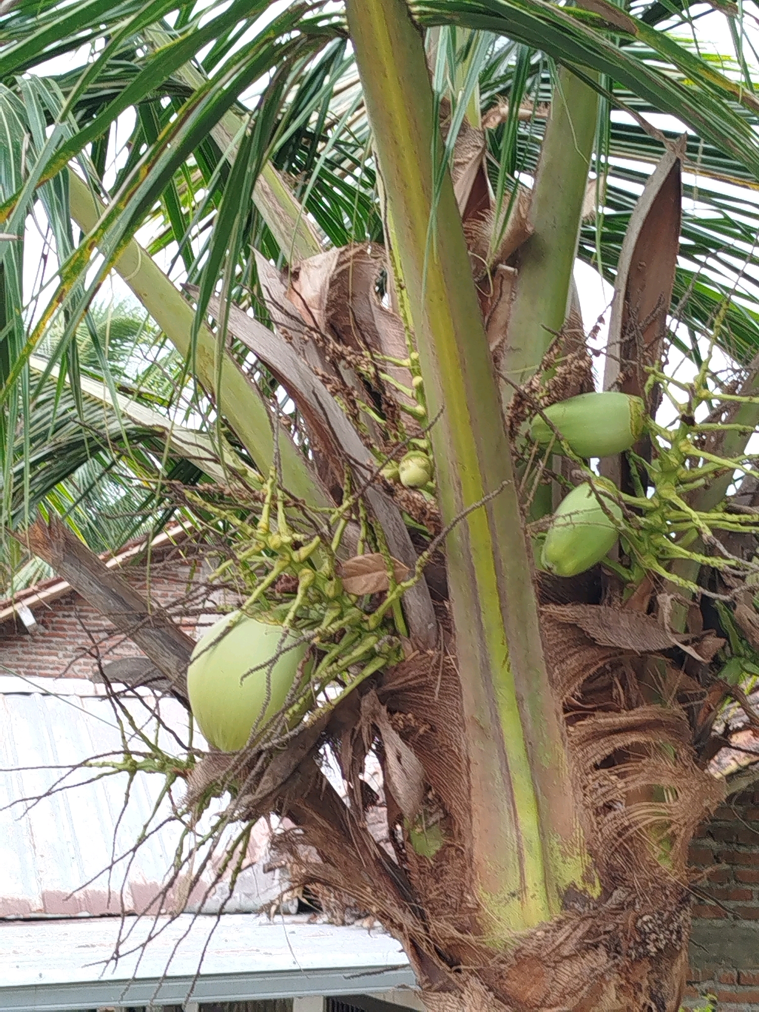 The image is a close-up, vertical shot of a coconut palm tree in Widoro, Indonesia. The focus is on the trunk and a cluster of young, green coconuts growing from the tree. The trunk is covered in fibrous bark, with visible green segments. The coconuts are clustered together on thin branches, some appearing more developed than others. Surrounding the coconuts are the palm fronds, which are long and green, with some dried brown leaves also present. In the background, parts of a building are visible, including a tiled roof and a brick wall, suggesting an urban or semi-urban environment. The lighting suggests it is daytime.