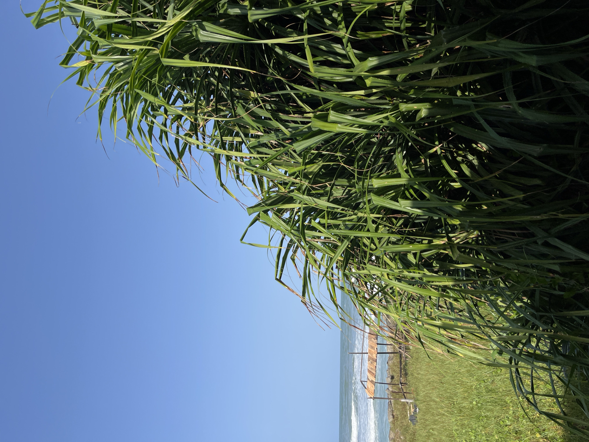 The image captures a serene coastal scene in Moratuwa, Sri Lanka. In the foreground, a dense clump of lush green pandanus leaves dominates the right side of the frame, their long, spiky fronds creating a textured curtain. Beyond the foliage, a bright blue sky stretches across the upper portion of the image. The middle ground reveals a grassy embankment leading down to the ocean. Small waves crash onto the shore, creating a white foam line. On the left side of the frame, a small wooden structure, possibly a shelter or observation deck, with a thatched roof is visible near the water's edge. The environment appears tranquil and natural, with no people or discernible activities.