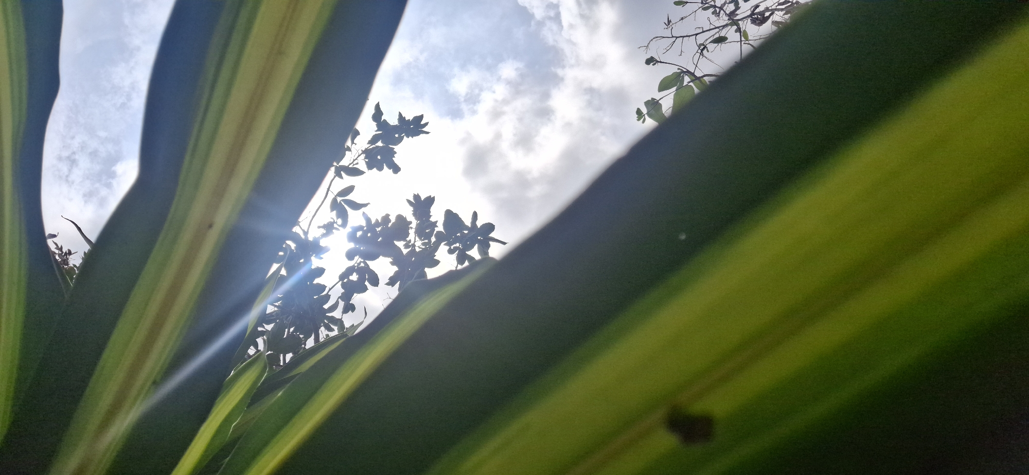 The image shows a low-angle view towards the sky, partially obscured by green and yellow striped leaves. A silhouetted branch with leaves is visible against the bright, cloudy sky. Sunlight is streaming through the leaves and branches. The specific location in Vallecito, Venezuela, is not discernible from the image.
