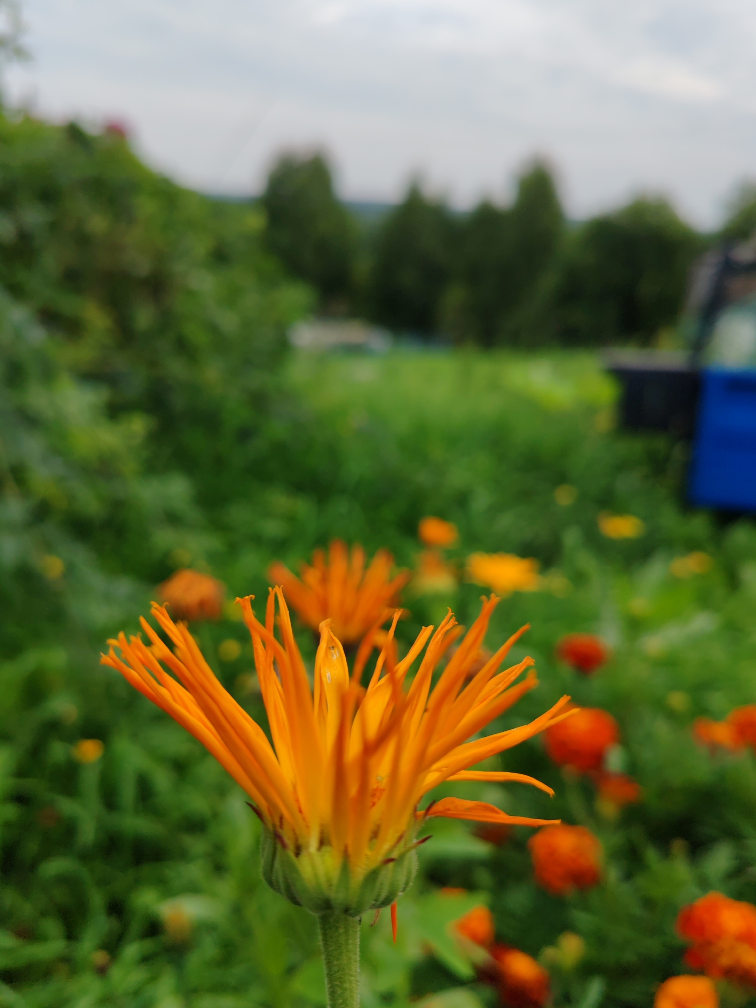 In the foreground, an orange calendula flower is in sharp focus, its delicate petals extended. The background is a soft blur of green foliage, with other orange flowers scattered throughout the scene. The sky above is overcast. To the right, a portion of a blue and black object, possibly a bin or container, is visible amongst the greenery, suggesting a garden or rural setting. The overall impression is one of a tranquil outdoor space, perhaps a garden or park, in Чухлэм, Russia.
