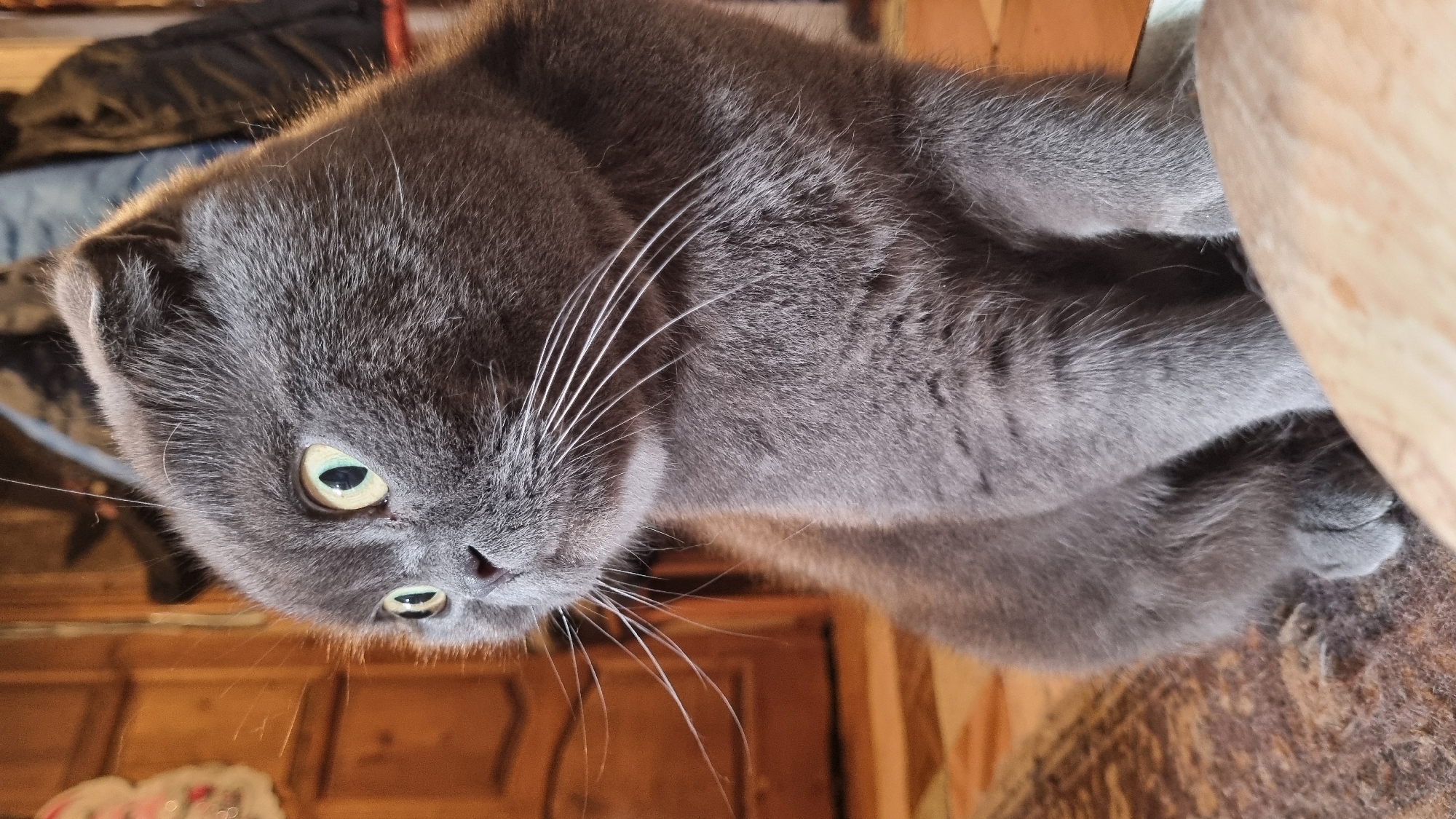 A close-up, eye-level shot captures a grey Scottish Fold cat sitting indoors. The cat is looking to the left of the frame, with its green eyes wide open and its ears folded down. Its whiskers are prominent against its face. The background shows a wooden door and wall, a patterned rug on the floor, and some clothing items hanging in the distance. The lighting is warm and natural, suggesting an indoor environment. The location in the city of Vysokoe, Russia, is indicated by contextual information, but not visually present in the image itself.