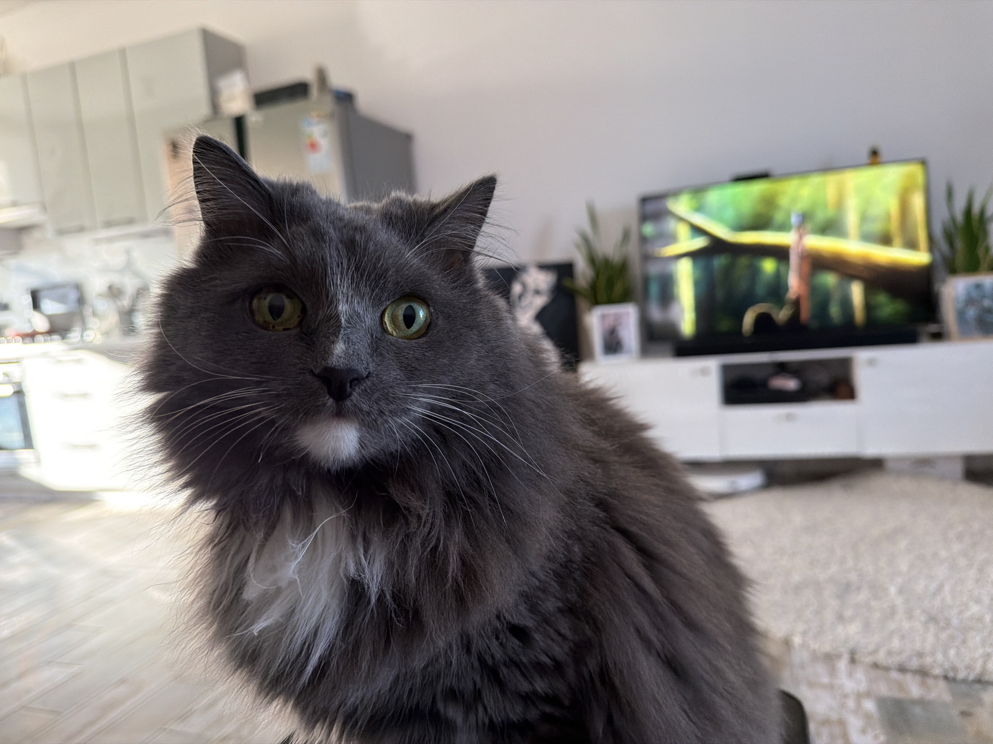 The image shows a gray, long-haired cat with green eyes and a white spot on its chest and chin. It is indoors with a kitchen in the background with white cabinets. A TV with a nature scene is visible behind the cat. The location is in Большая Шильна, Russia.