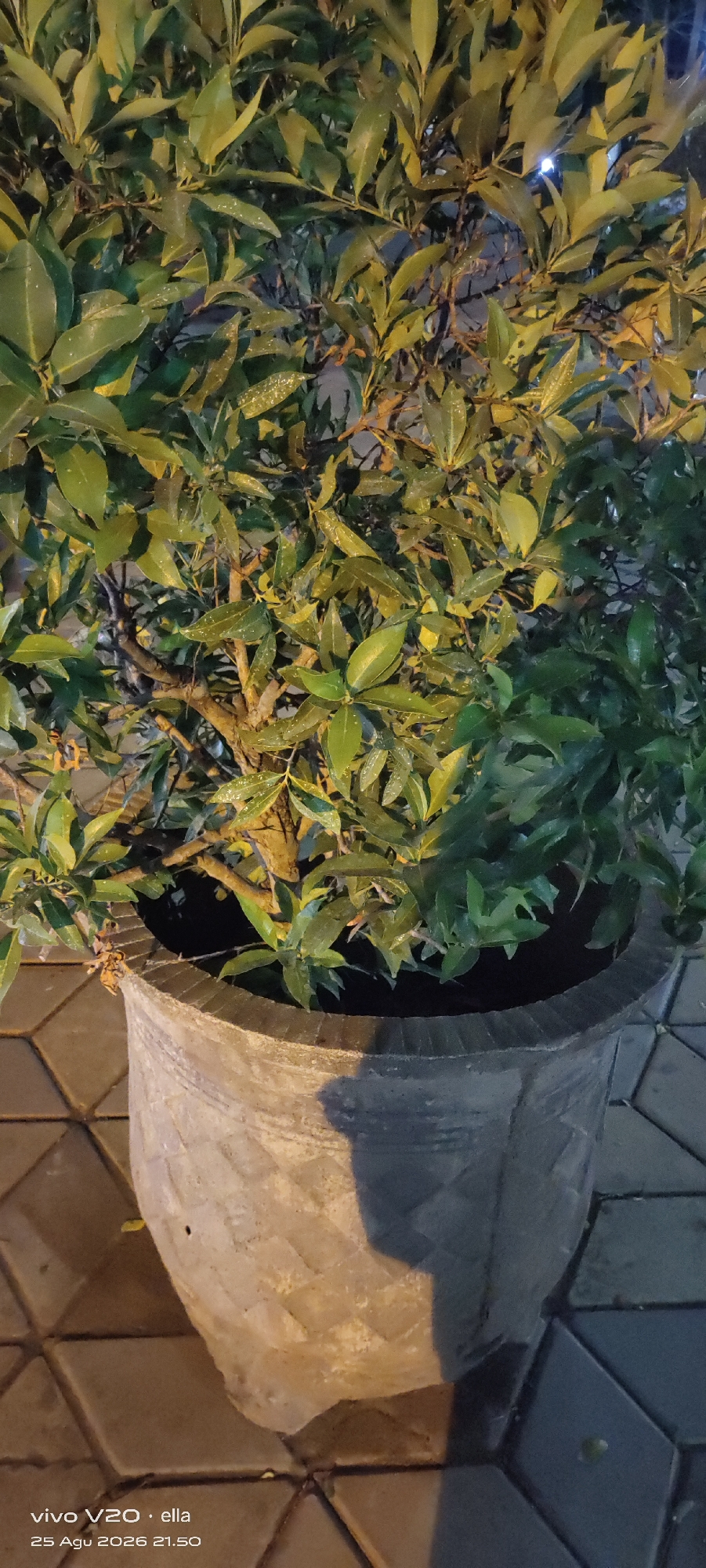 A plant in a concrete pot is situated on a tiled surface. The plant has green leaves and branches. The pot is light gray and has a rough texture. The tiled surface is composed of interlocking diamond-shaped tiles in shades of gray and beige. The scene is lit by artificial light, creating shadows on the pot and the ground. A timestamp and text overlay on the image indicate "vivo V20 · ella" and "25 Agu 2026 21:50". The image appears to have been taken in Tulungagung, Indonesia.