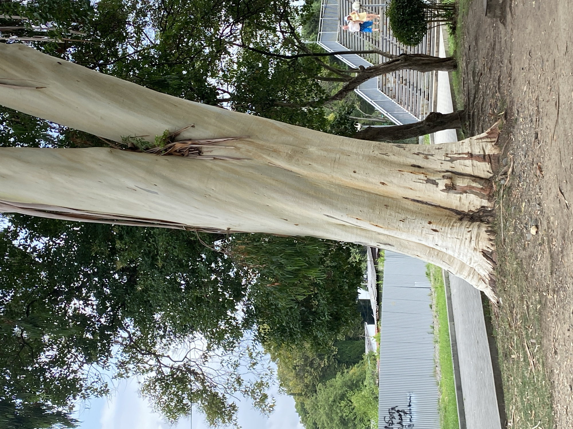 In the city of Sokhumi, Abkhazia, a large eucalyptus tree with pale, smooth bark dominates the foreground. The tree trunk splits into two main branches near its base, which appears to be slightly above ground level, with exposed roots visible. The ground around the tree is covered in dry leaves and dirt. Behind the tree, a paved walkway runs parallel to a corrugated metal fence. Beyond the fence, there are buildings and lush green trees and foliage. To the right of the eucalyptus tree, a set of concrete stairs with metal railings leads upward. Two individuals, a man and a woman, are ascending the stairs. The man is wearing blue shorts and a white t-shirt, and the woman is wearing a yellow dress and a white hat. A small, neatly trimmed green bush is situated at the base of the stairs on the right side of the image. The sky is partly cloudy.