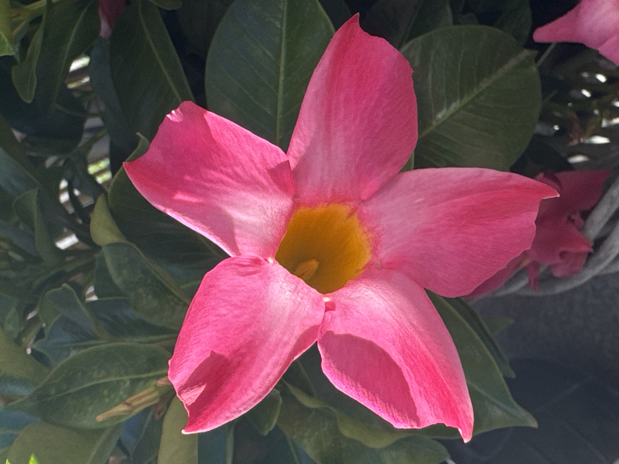 A close-up, vertical shot features a vibrant, pink flower with a bright yellow center. The flower has five petals, each with a slightly ruffled edge. The petals are curved and appear soft. Behind the flower, lush green leaves form a dense backdrop, some catching the sunlight and appearing brighter than others. The lighting suggests it is daytime, with the sun casting shadows and highlighting the textures of the petals and leaves. The bottom of the image shows a glimpse of a dark, possibly gray, textured surface, and some out-of-focus pink elements that appear to be other parts of the plant. The scene is likely outdoors, possibly in a garden or potted setting. The image does not contain any identifiable landmarks or clues that would suggest a specific location within Wettstetten, Germany.