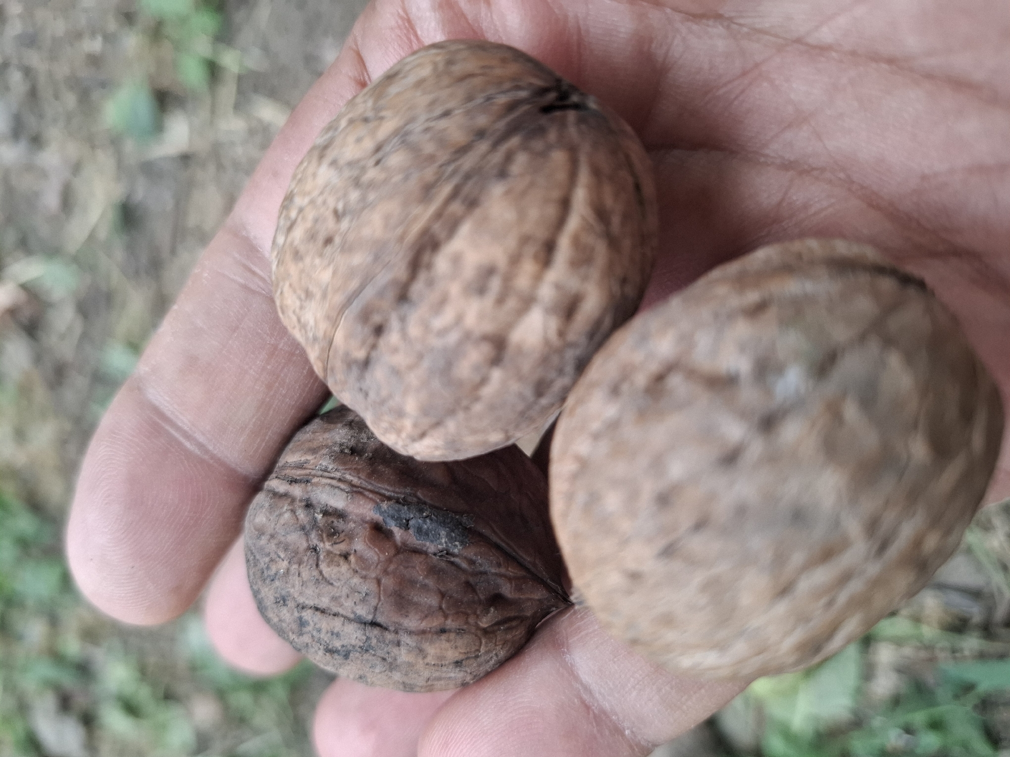 A hand is holding three walnuts in the foreground. The walnuts are brown and have a wrinkled texture. The hand is holding them with the palm facing upwards. The background is blurred and shows green foliage and brown soil. The image is taken outdoors, possibly in a park or garden. There is no information to suggest the location is Almaty, Kazakhstan.