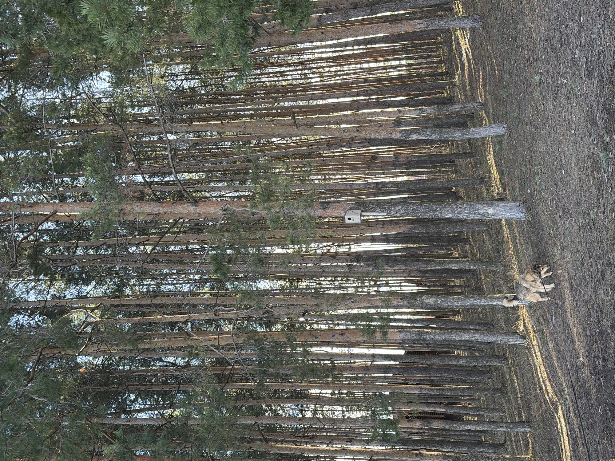 The image shows a forest scene in Sarapul, Russia. Numerous tall, thin trees dominate the landscape, with green foliage at the top and brown bark along the trunks. Sunlight filters through the trees, creating bright streaks. A small birdhouse is attached to one of the trees. In the foreground, a dog lies on the ground covered in dry leaves.