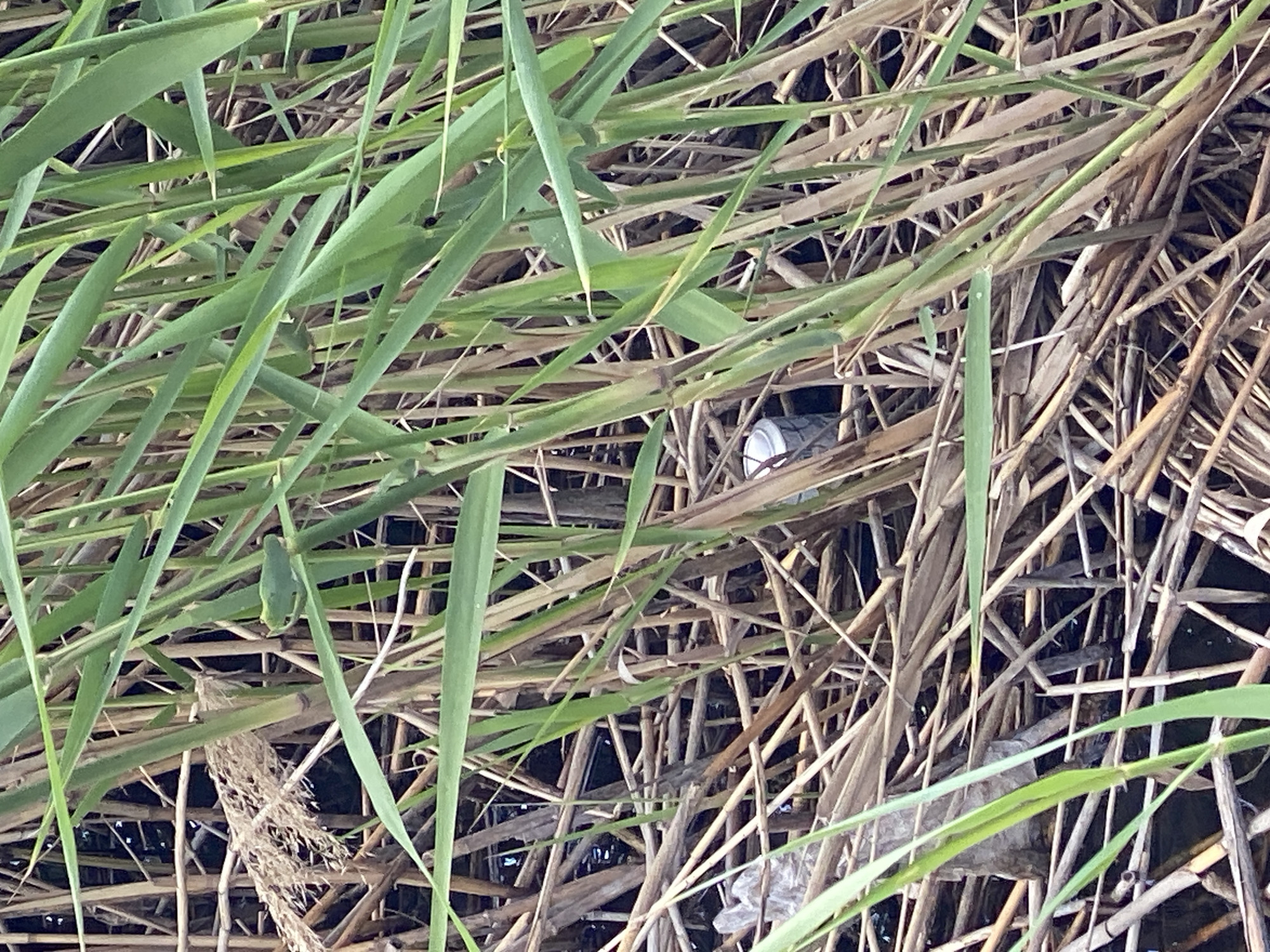 The image shows a dense arrangement of green and brown reeds and grasses. Within the tangled vegetation, a white and silver cylindrical object, possibly a discarded can, is partially visible. Dark water can be seen through the gaps in the reeds. A green frog is on one of the green reeds. No people or specific actions are apparent. The scene is located in a marsh-like or waterside environment. There is no evidence to associate this image with the city of Ustyvytsia, Ukraine.