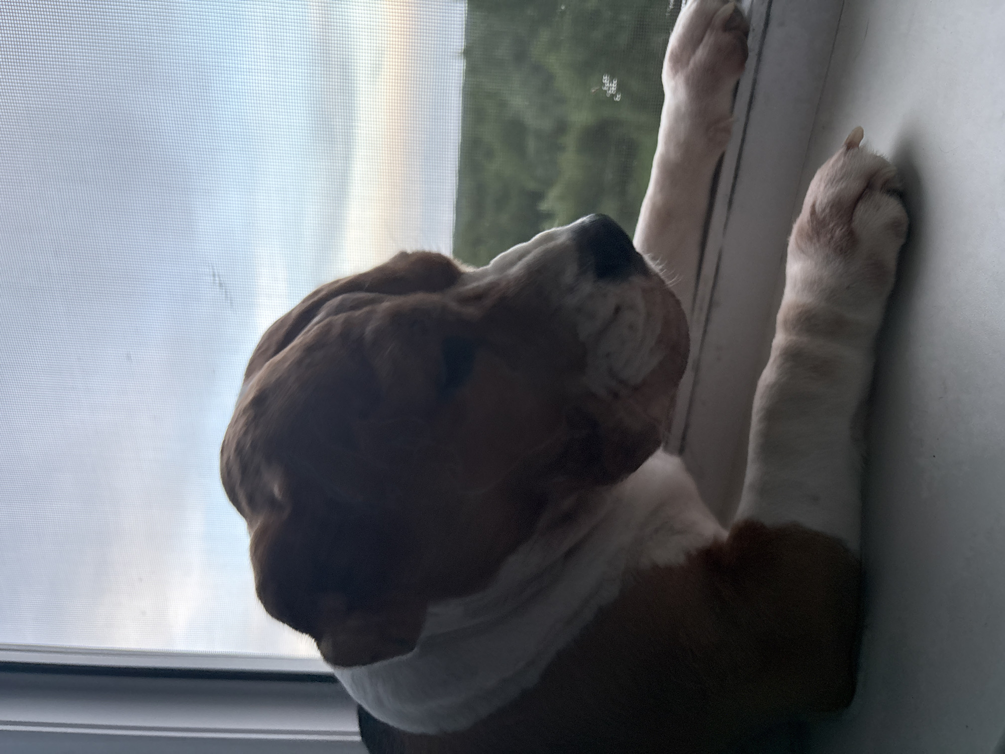 A brown and white basset hound dog is positioned inside a room, with its front paws resting on a white window frame. The dog appears to be looking out through the window screen. The background outside the window shows foliage and a cloudy sky. The location is not discernible from the image.