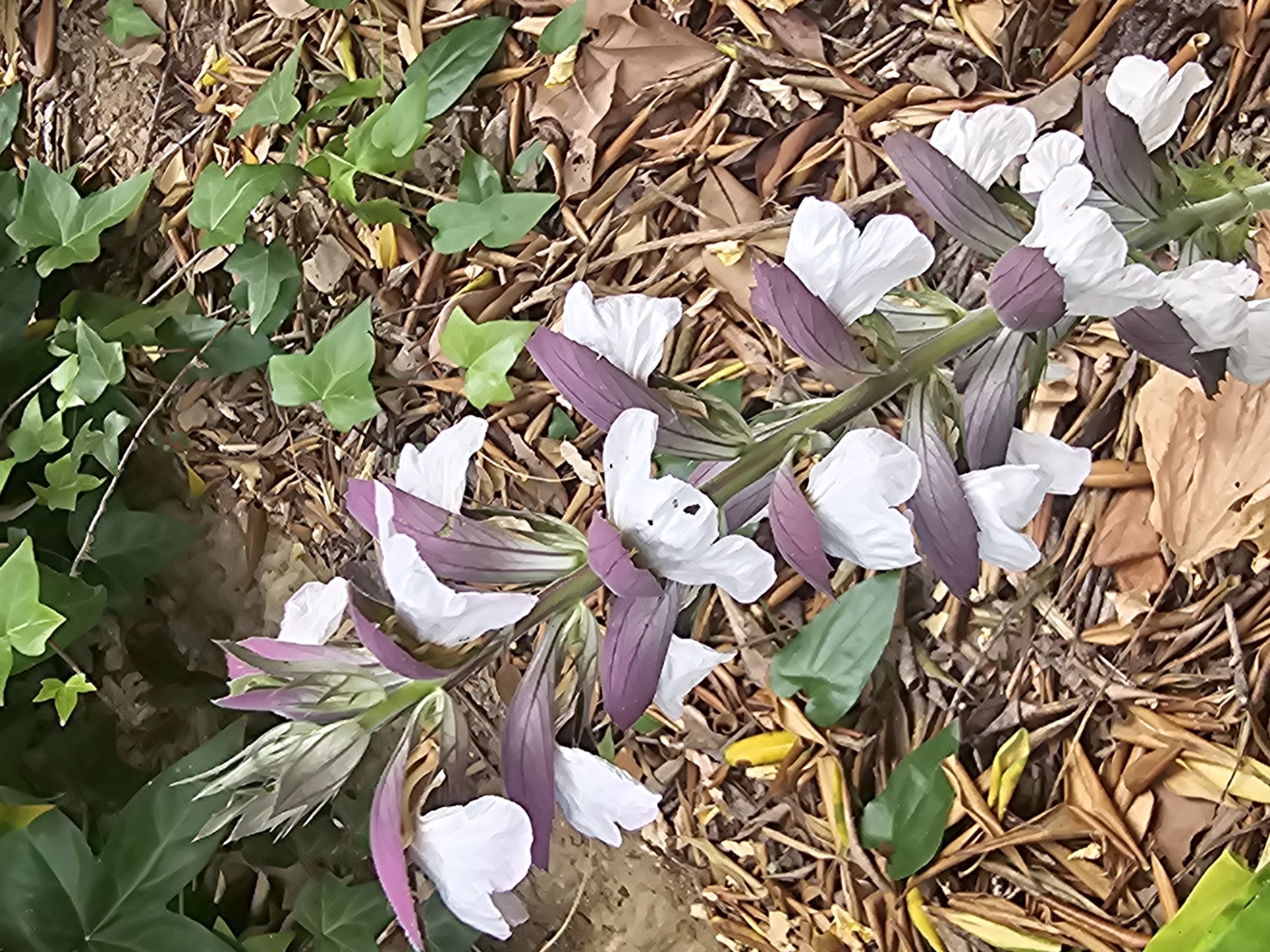 The image is a close-up, eye-level shot of a flowering plant with white petals and purple bracts, growing from the ground in a naturalistic setting. The plant is the primary subject, with its vertical bloom stalk clearly visible and extending upwards. The ground is covered with a layer of dry, fallen leaves and twigs, suggesting an outdoor environment, possibly a garden or park. Some green ivy leaves are visible in the upper left and mid-right portions of the frame, intertwined with the dry debris. The lighting appears to be natural daylight, casting soft shadows. There are no people or animals present in the image. The scene is consistent with a botanical garden or a well-maintained natural area, typical of the diverse flora found in locations like Barcelona, Spain.