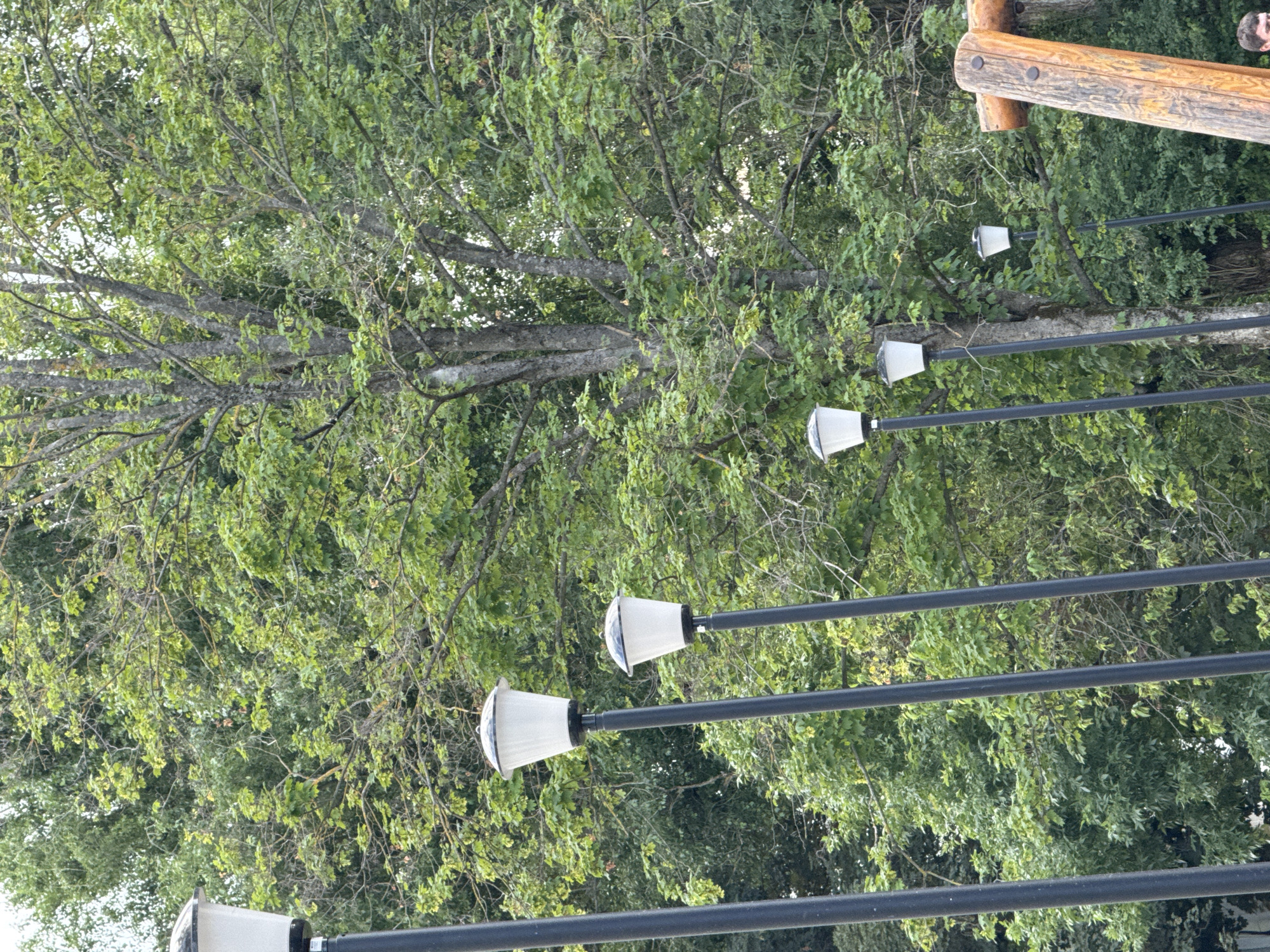 The image shows a series of outdoor lamps against a backdrop of lush green trees. The lamps are mounted on long, dark poles and have white conical shades. Some of the lamps appear to be solar-powered with a clear panel visible on top. The scene is set outdoors, likely in a park or garden, given the abundant foliage and the presence of decorative lamps. The time of day appears to be daytime, with natural light filtering through the leaves. The weather seems pleasant, as evidenced by the full, green canopy of the trees. There are no people visible in the frame. The top of the image features a wooden structure, possibly part of a pergola or a fence, made of thick, weathered logs. The overall impression is one of a serene outdoor environment, potentially illuminated at night by the lamps. No text is visible in the image. The location context suggests this scene is in Mikhaylovsk, Russia.