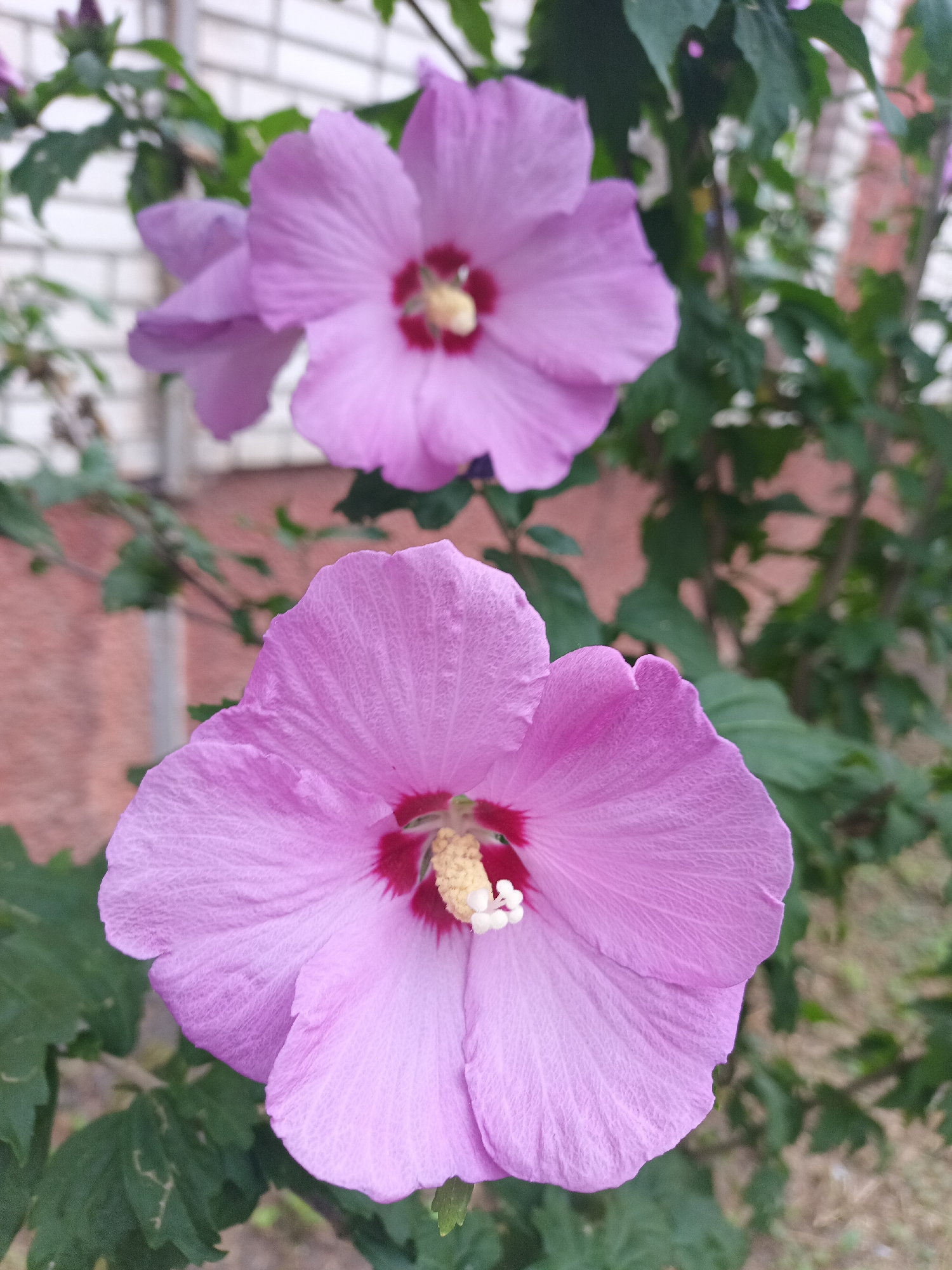 This image depicts two light purple hibiscus flowers in the foreground and background, respectively. The flowers are detailed with visible petal veins. The center of the flowers displays a dark red stamen and a yellow pistil. The background features green foliage and a brick wall, suggesting an outdoor setting. There are no people or animals visible in the image. Based on the provided information, the scene is not located in the city of Lviv, Ukraine.