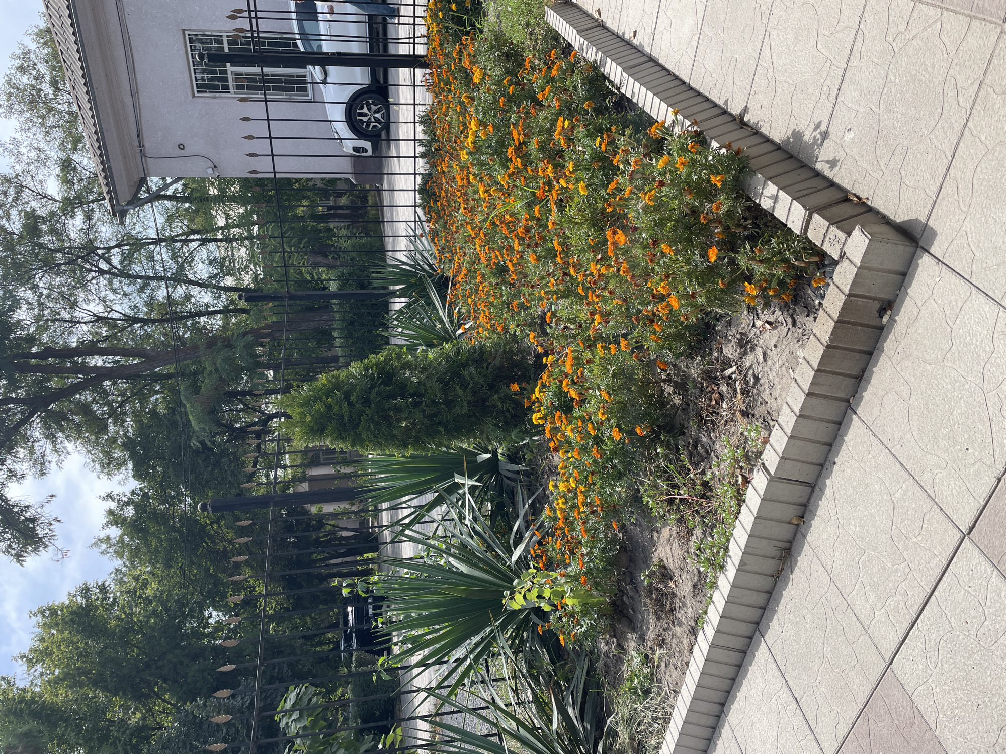 The image depicts a flowerbed filled with blooming orange and yellow marigolds, bordered by a decorative concrete curb. Behind the flowerbed, a tall, conical evergreen tree stands next to two large yucca plants with sword-like leaves. A black metal fence with ornate finials separates the flowerbed from a paved sidewalk. Beyond the fence, a white car is parked next to a building with a white facade and a grey tiled roof. The scene appears to be in an urban setting, likely a street or the grounds of a public building in Bishkek City, Kyrgyzstan, given the context. The sky is partly cloudy, and the overall lighting suggests daytime.