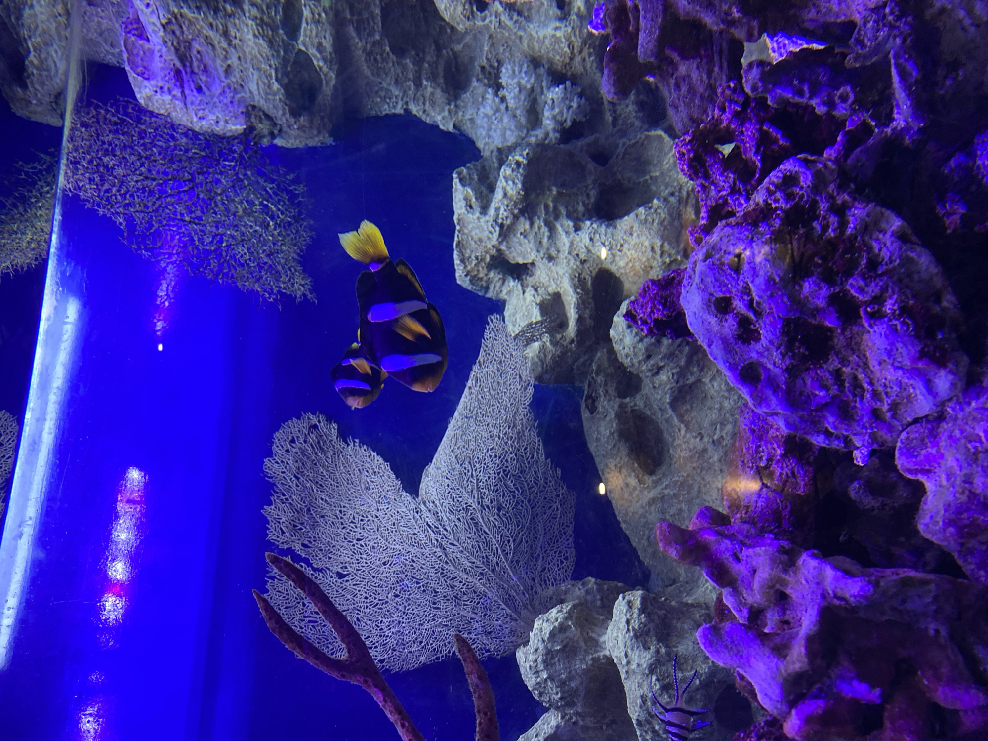 This media file captures an vibrant underwater scene within an aquarium, likely in Sochi, Russia. The primary subjects are two fish, appearing to be a species of clownfish or a related type, characterized by their striking black bodies with bright orange-yellow and white vertical bands. They are positioned in the center-left, with the upper fish showing its distinctive yellow caudal fin.
The setting is rich with various marine elements. On the right and top, large, textured rock formations and corals are visible, illuminated by deep blue and purple lighting, giving them a rich, almost glowing appearance. One prominent feature is a delicate, fan-shaped white gorgonian coral structure, its intricate lacy pattern clearly visible in the mid-ground. Another smaller, reddish coral structure is seen towards the bottom left. The deep blue color of the water dominates the left side of the frame, where a vertical light source or reflection creates a bright column of light.
In the bottom right corner of the original image, and more clearly in one of the crops, a small, striped creature with antennae, possibly a banded coral shrimp or a small invertebrate, can be seen near a rock formation. The overall impression is one of a carefully maintained marine exhibit, showcasing colorful aquatic life and diverse coral structures under specific lighting conditions. There is no visible text.