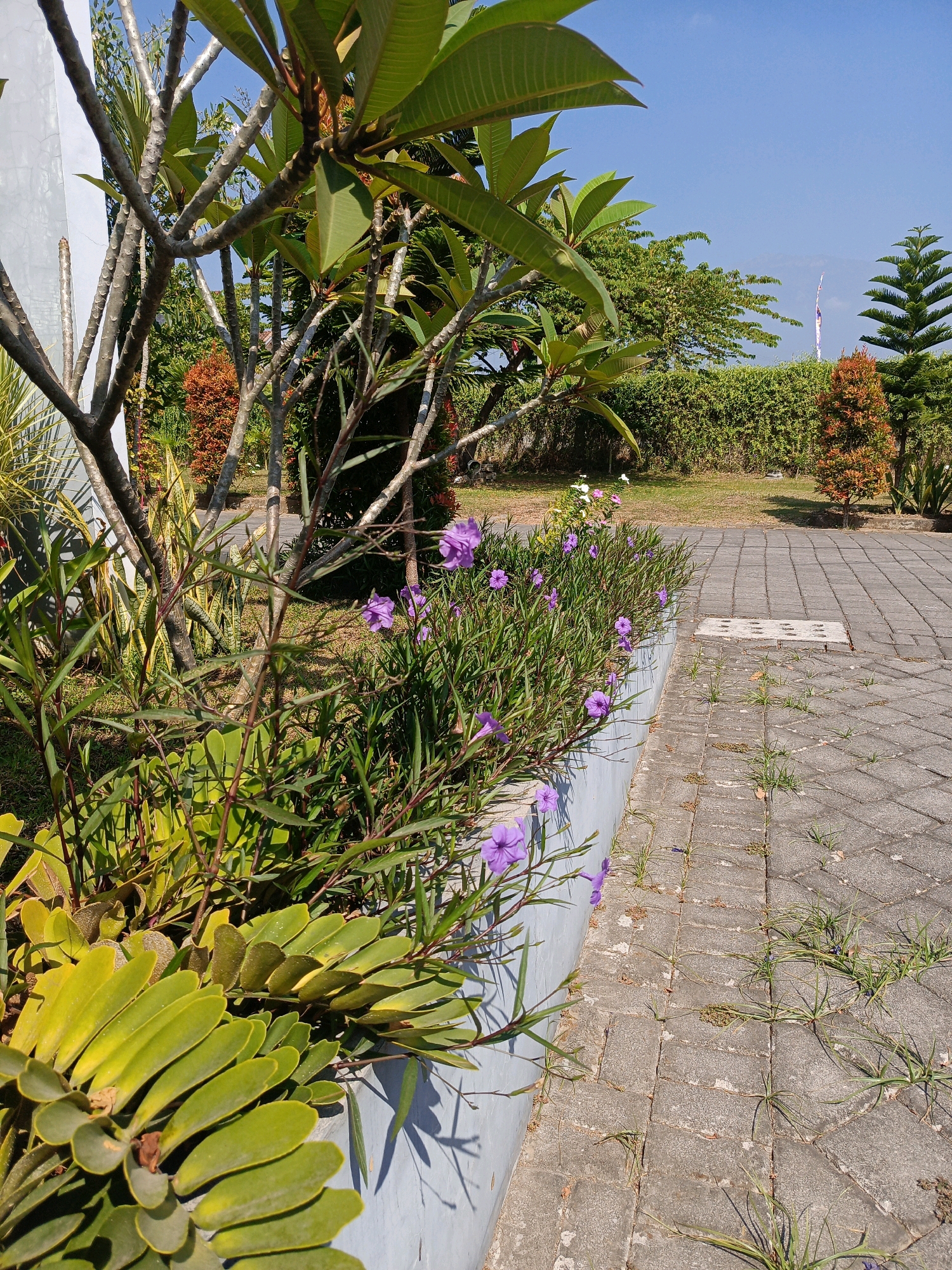 The image captures a close-up view of a garden bed with various plants and flowers bordering a paved walkway. In the foreground, a large, succulent-like plant with thick, yellowish-green leaves fans out. Behind it, slender stems with thin, pointed leaves and small, vibrant purple flowers are visible. To the left, the textured white wall of a building is partially visible. The walkway is constructed of grey interlocking pavers with some sparse green grass growing in the cracks. In the background, lush green trees and a hedge create a natural backdrop. A tall, conical evergreen tree stands to the right, and an orange-foliaged bush is positioned further back. The sky is a clear, bright blue. The scene appears to be an outdoor area, possibly a garden or courtyard in a public space or residential complex, located in the city of Tawanganom, Indonesia. There are no people or animals in the frame. The lighting suggests it is a sunny day.