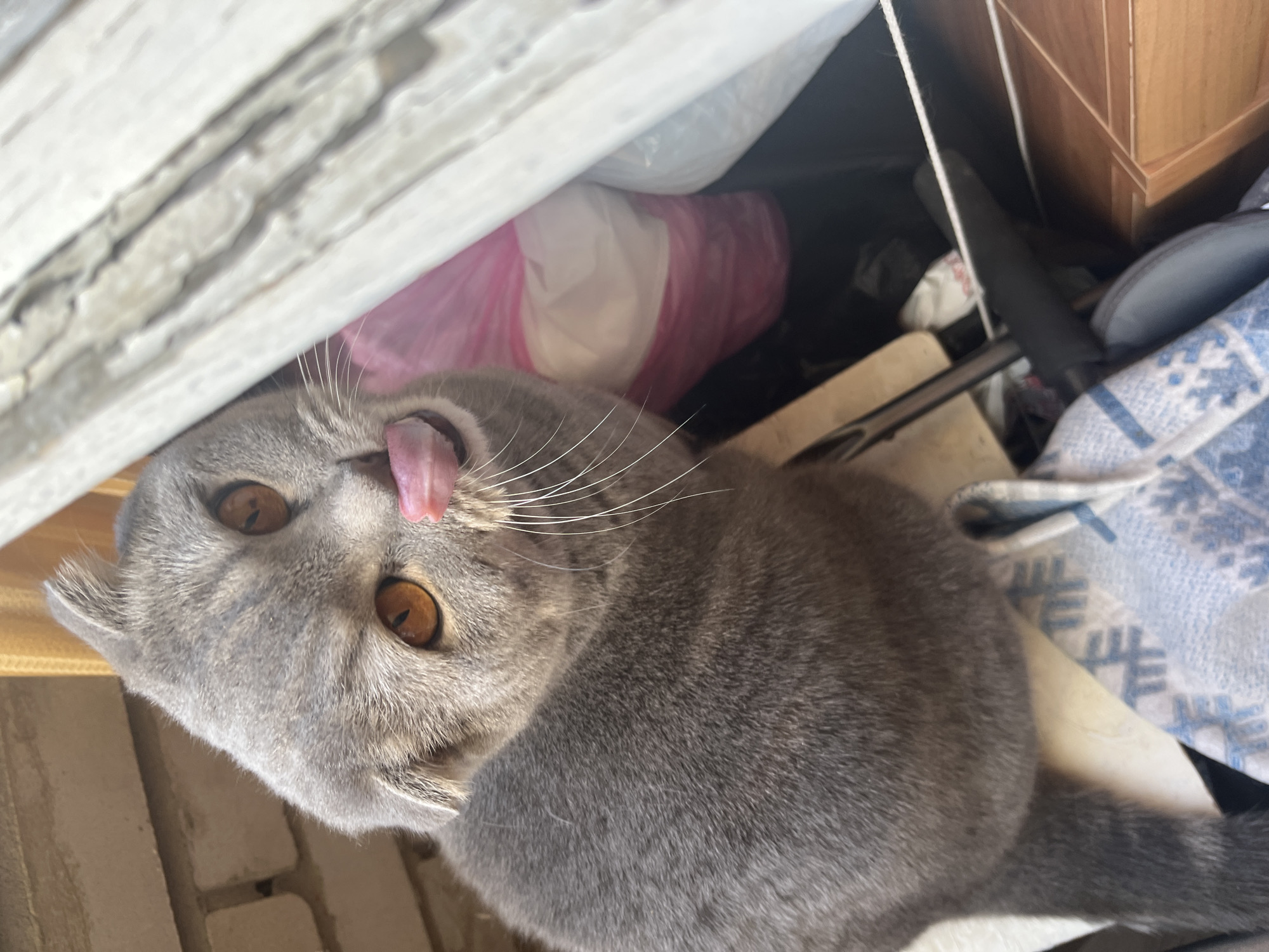A grey Scottish Fold cat with amber eyes and its tongue sticking out is perched on a patterned cloth. The cat is looking upwards and to the left, with its head tilted. Behind the cat, there are some pink and white plastic bags, a brick wall, and wooden planks. The scene appears to be outdoors, possibly on a balcony or near a building. There is no discernible indication of the city of Chaikovsky, Russia, or any specific urban environment. The image is a close-up shot focused on the cat.