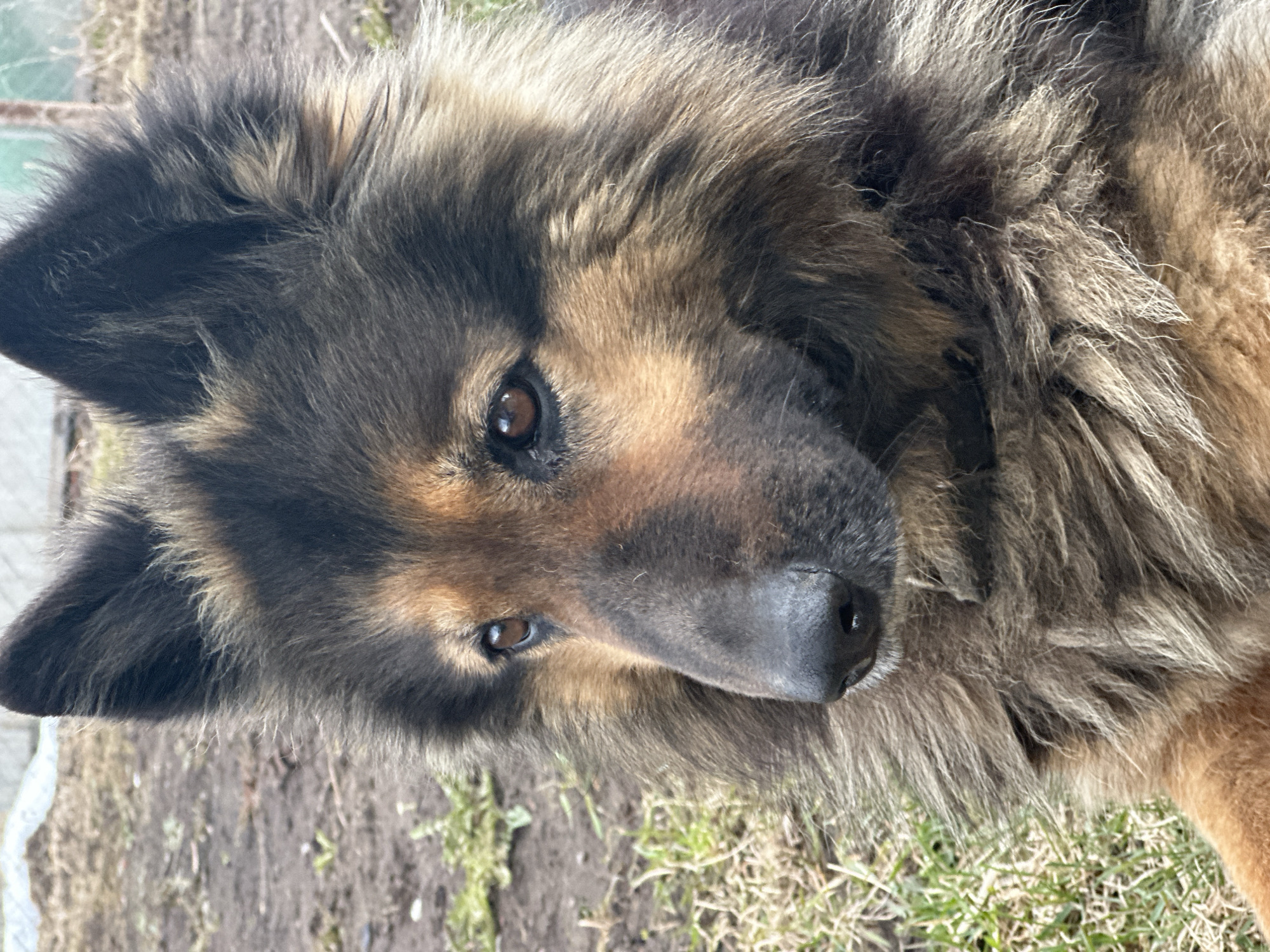 A close-up, slightly angled shot shows the head and partial body of a long-haired dog in a natural outdoor setting. The dog has a mix of black and brown fur, with a darker muzzle and lighter brown highlights around the eyes and ears. The dog's eyes are brown and reflect a soft light. The background is blurred, with patches of dirt and sparse green grass. There is no discernible information to identify the location as Chaikovsky, Russia.