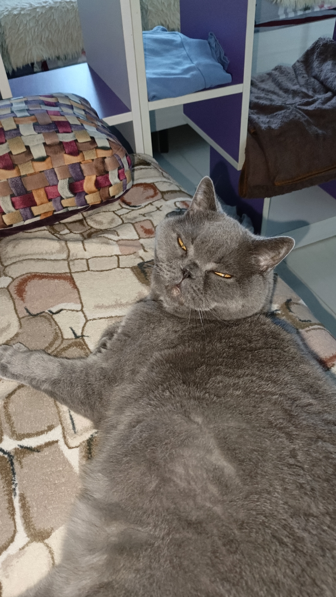 A grey British Shorthair cat lies on its back on a patterned blanket. The cat has yellow eyes and appears to be relaxed or sleepy. Behind the cat, a shelf unit is visible with some folded clothes and blankets. The overall setting appears to be indoors, likely in a home.