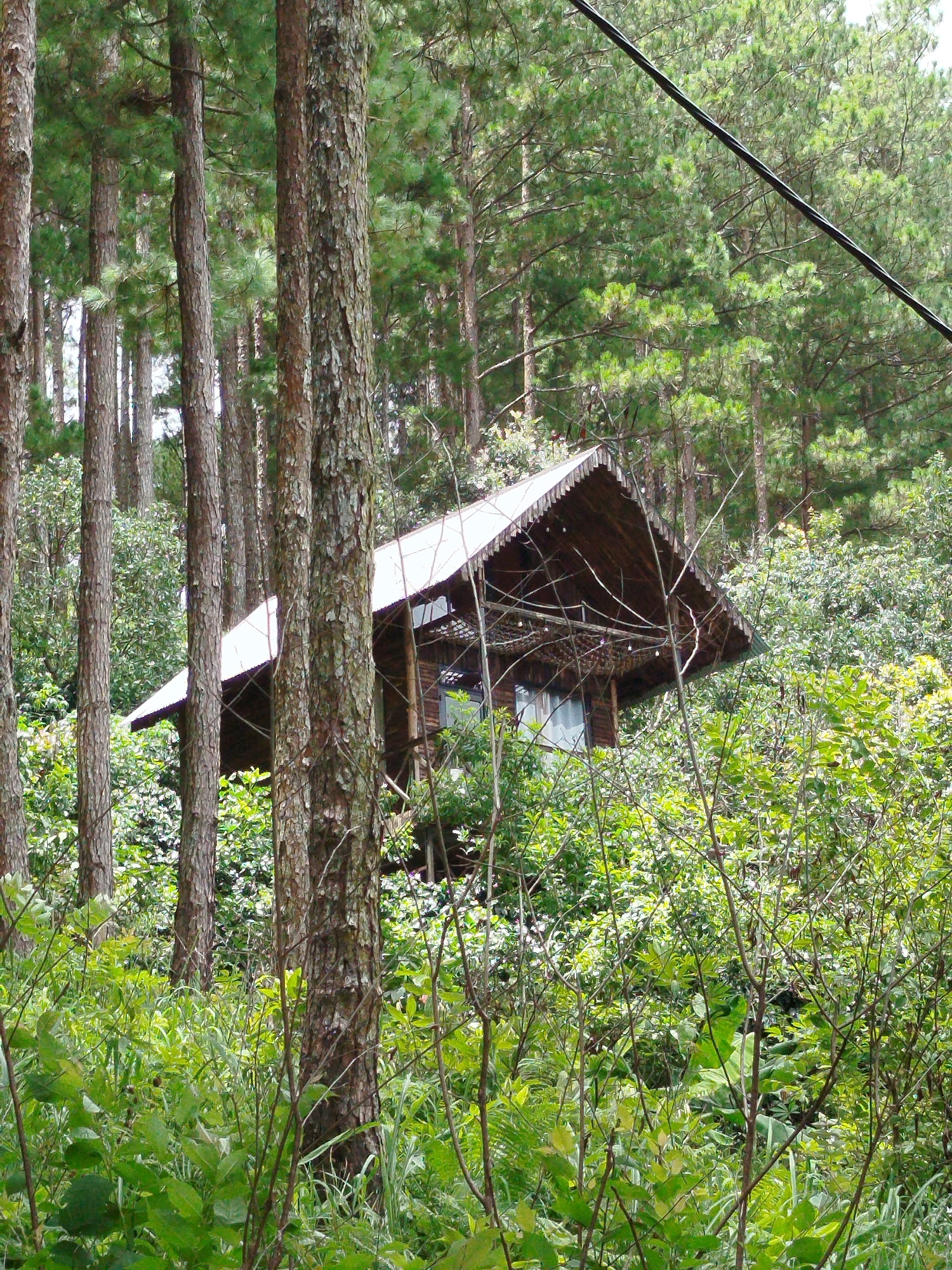 A wooden cabin with a peaked roof sits nestled among tall pine trees and dense green foliage in a forest environment. The cabin, with visible windows and a weathered exterior, is partially obscured by the surrounding vegetation. A dark cable stretches across the upper right portion of the image. The scene appears to be located in or near the city of Da Lat, Vietnam, a region known for its pine forests and cooler climate.