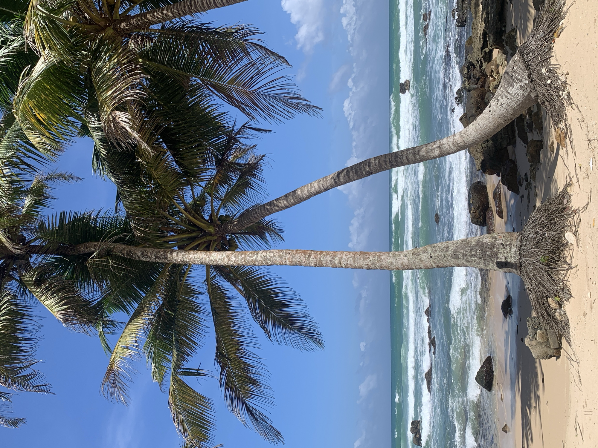 The image depicts a tranquil beach scene in Midigama, Sri Lanka, under a clear blue sky with scattered white clouds. Two palm trees dominate the foreground, their trunks leaning at angles and their fronds casting shadows on the sandy shore. The ocean stretches out in the background, with turquoise waves crashing against a rocky coastline. Several large rocks are visible both on the beach and in the water, adding to the natural beauty of the landscape. The scene is devoid of any people, creating a sense of peaceful solitude.