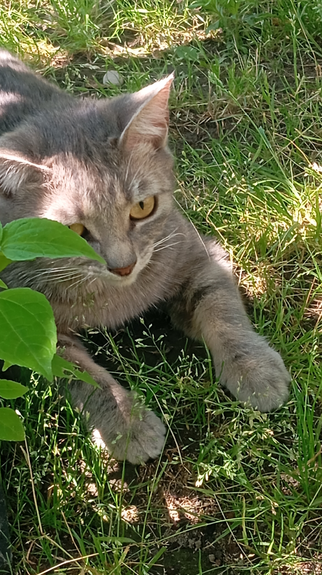 A grey tabby cat with yellow eyes is lying in green grass. The cat is facing the camera with its head slightly tilted. Part of a green leaf is in the foreground on the left side of the image. The lighting suggests it is daytime. The image was taken in the city of Baksan, Russia.