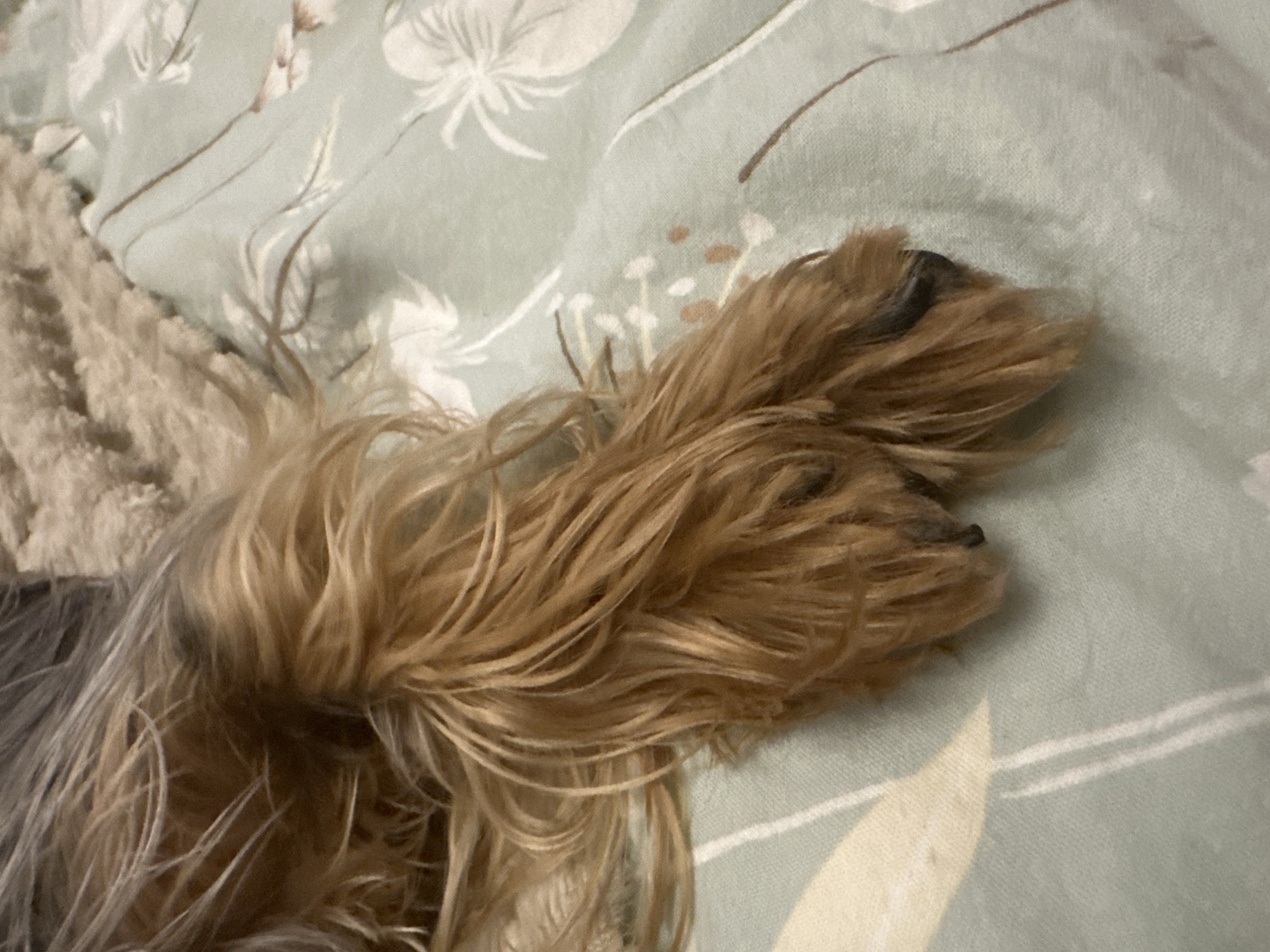 The image shows a close-up view of a Yorkshire Terrier's paw resting on a light blue floral-patterned blanket. The dog's fur is a mix of brown and gray, and its paw has black nails. The blanket has a pattern of white and light brown flowers and thin vertical lines. The scene appears to be indoors, likely on a bed or sofa. There are no people or other animals visible in the image. The image is focused on the dog's paw and the blanket. The location of Verkhniy Yurt, Russia is not depicted or suggested by the image content.