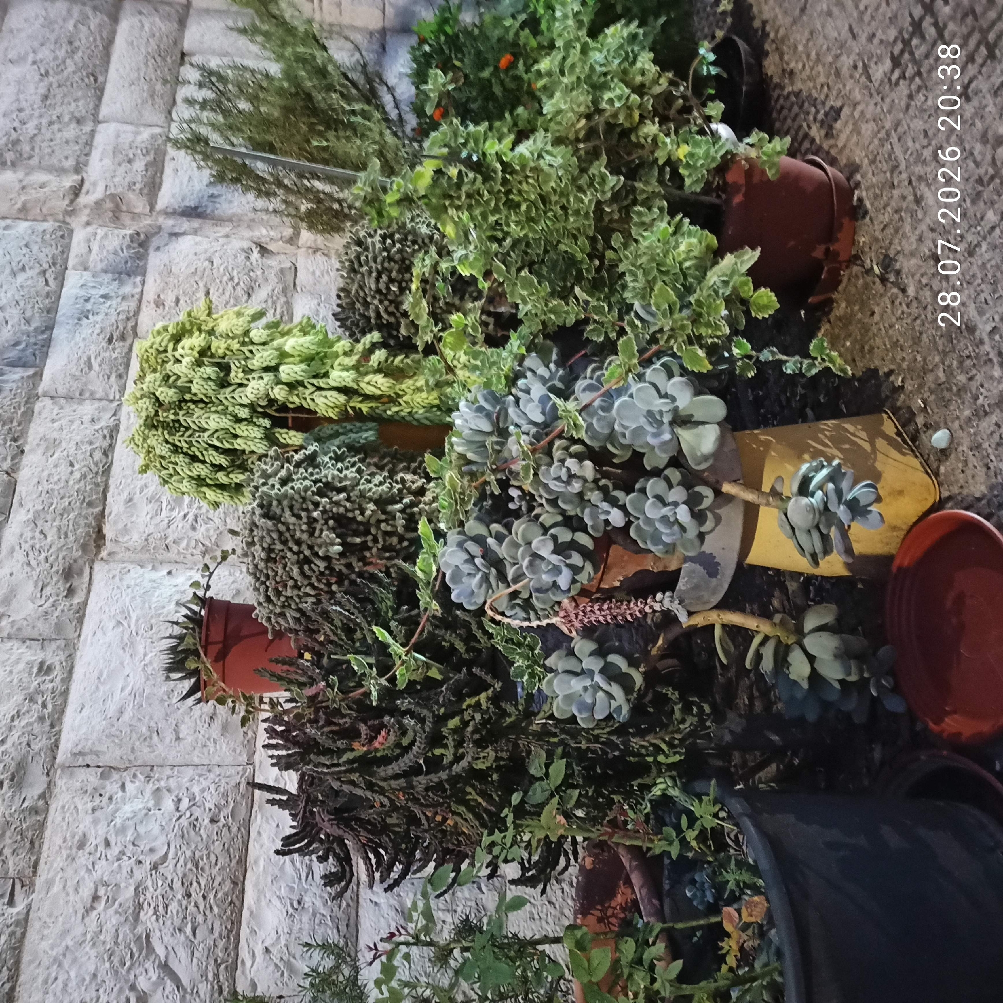 A collection of potted succulents and other plants are arranged against a textured stone wall. The lighting suggests it is nighttime or dusk, with a timestamp of "28.07.2026 20:38" visible in the lower right corner. The plants vary in shape, size, and color, with some featuring cascading stems and others more compact, rosette forms. Among the succulents, a plant with thin, spiky leaves is visible in a terracotta pot. Other plants include a bushy green variety with variegated leaves and what appears to be rosemary. The ground is paved with rough, uneven stones. There are no people or animals present. The overall scene depicts an outdoor arrangement of plants in what could be a courtyard or garden area. The presence of the date and time suggests this may be a photograph taken for documentation or personal record.