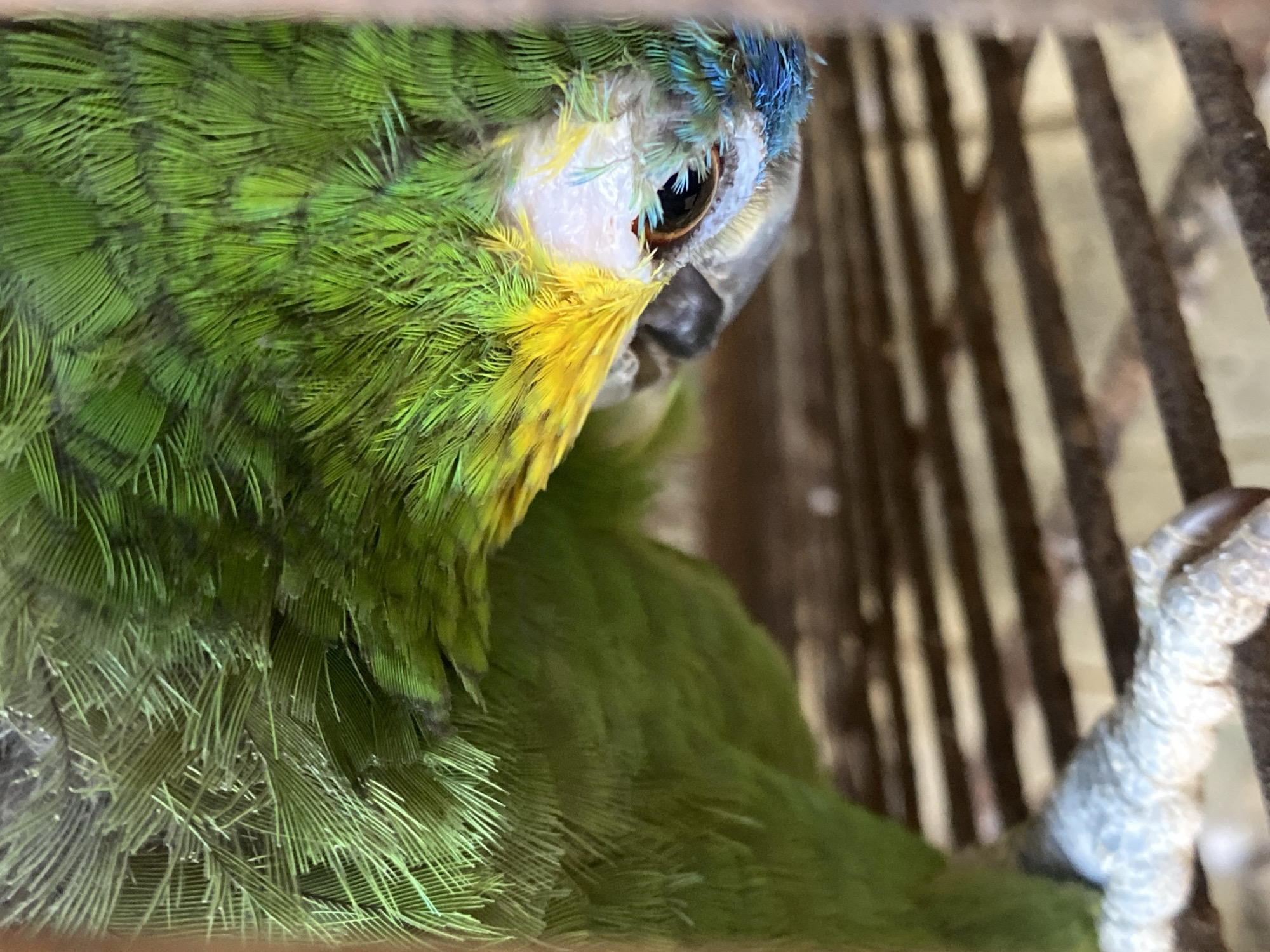 A close-up shot shows a parrot with green and yellow feathers perched inside a cage. The parrot has a black beak and a brown eye. Its head has a patch of blue feathers. The cage has dark brown bars. The location is Tinaquillo, Venezuela.