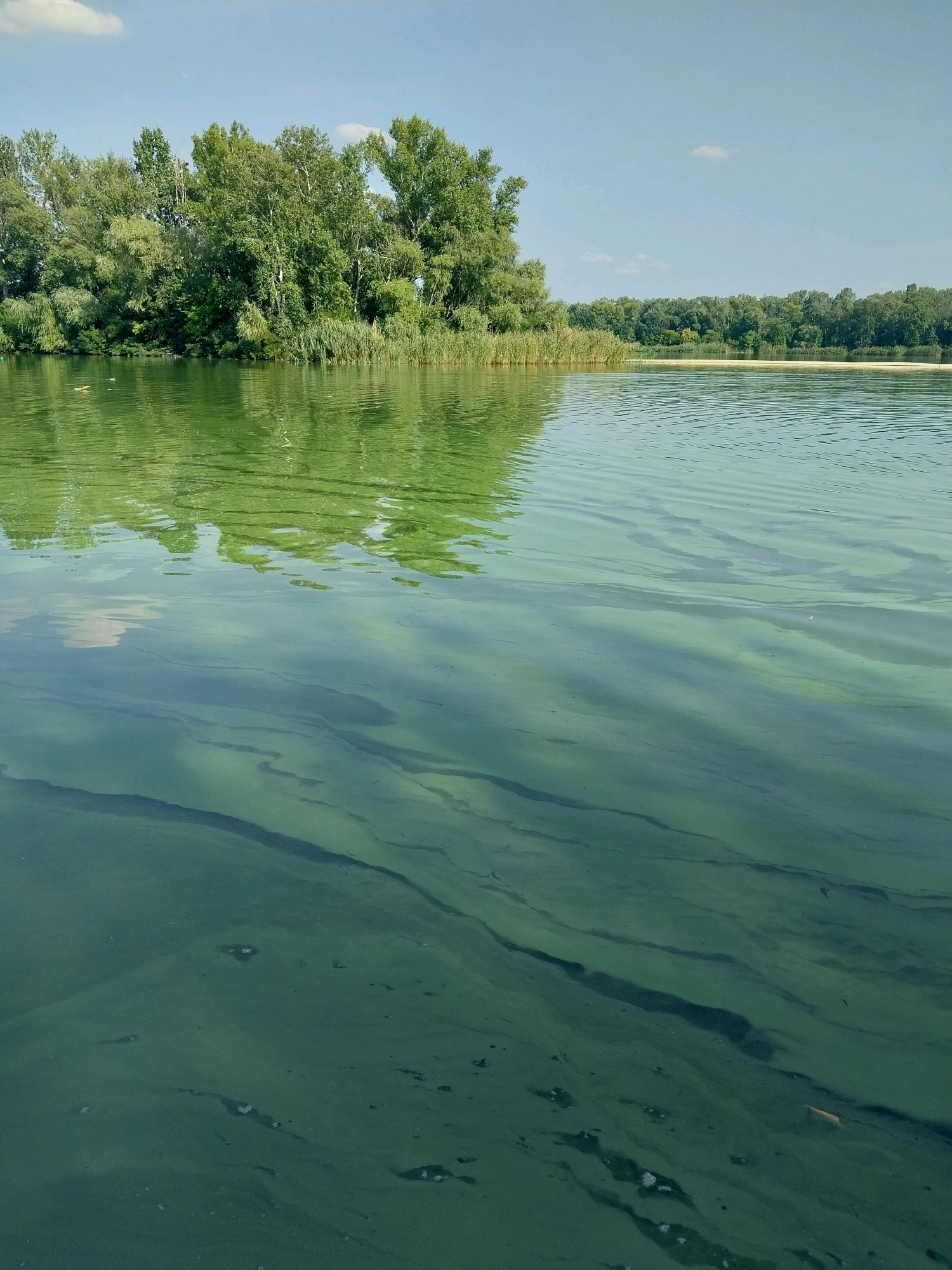 The image depicts a wide body of water with a prominent green tint, suggesting the presence of algae or other aquatic vegetation. The water's surface exhibits gentle ripples, reflecting the surrounding greenery and the clear blue sky with scattered white clouds. In the background, a dense line of trees and reeds forms the shoreline, creating a natural barrier. The overall environment appears to be a tranquil, natural setting. No people or specific structures are visible in the image, and the location is identified as Unknown, Unknown.