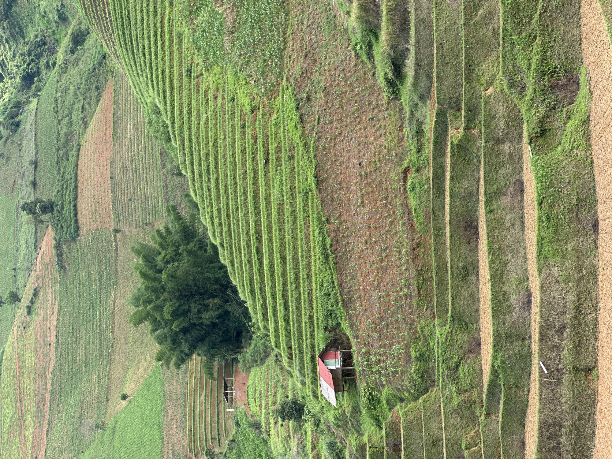 This media file captures an expansive landscape of terraced agricultural fields, characteristic of mountainous regions. The image is oriented vertically, with the terraces running diagonally across the frame from bottom-left to top-right, creating a striking pattern across the hillside.
The fields display a diverse palette of greens and browns. Many terraces are densely covered with vibrant, lush green crops, planted in distinct, neat rows, while other sections show exposed reddish-brown soil, some with very young green sprouts, indicating different stages of cultivation or varied crops.
A prominent cluster of dense, dark green trees, possibly bamboo, stands in the mid-left area of the frame. Nestled among the terraces, below and to the right of this tree cluster, is a small, rustic dwelling featuring a distinctive red and white corrugated roof. A second, smaller structure is partially visible further to the left. No people are visible in the scene.
The photograph depicts daytime, with soft, diffused lighting suggesting an overcast or hazy sky, as there are no harsh shadows. The intricate terraced landscape points to extensive human agricultural activity, adapting to the steep terrain in a rural setting like Khao Mang, Vietnam. There is no visible text.