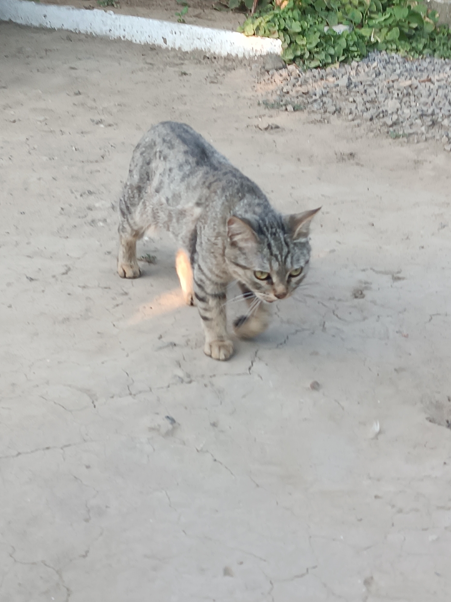 A tabby cat with grey and black stripes is walking on a cracked dirt path in Vypasne, Ukraine. The cat is in the center of the frame, facing slightly to the right. Its eyes are green. Behind the cat, a white-painted border runs along the edge of the path, with green foliage and grey gravel visible beyond it. The lighting suggests it is daytime.