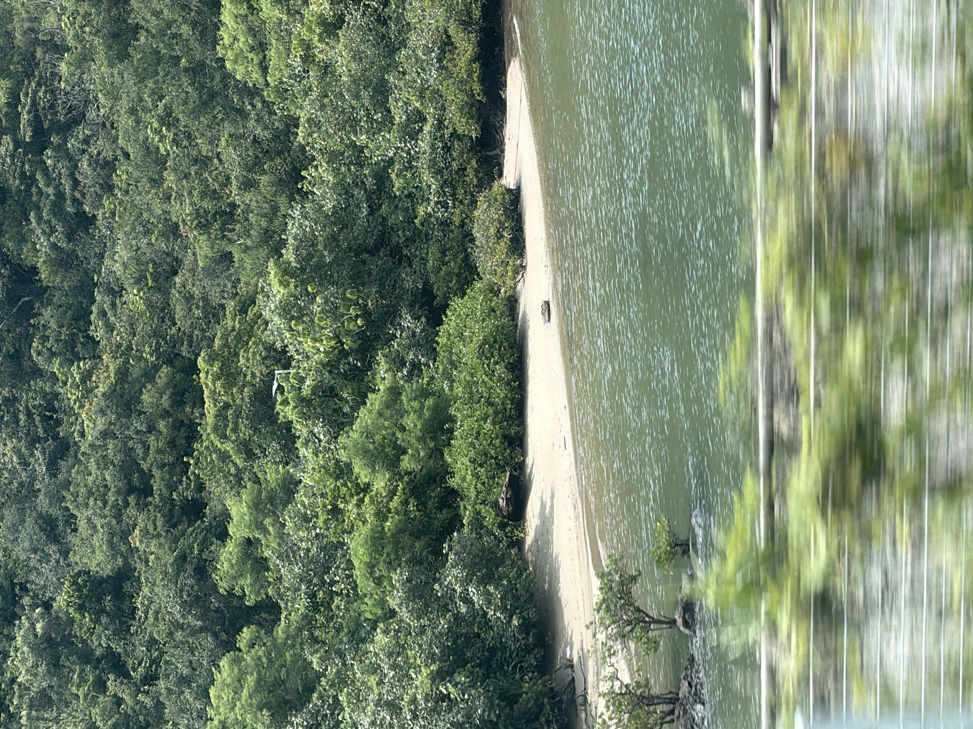 The image shows a lush, densely forested hillside overlooking a calm body of water, likely a bay or harbor. A small, sandy beach is visible at the edge of the water, with some scattered driftwood and vegetation. A few small trees grow on rocky outcrops near the shoreline. The water has a greenish hue and appears slightly choppy with small ripples. In the foreground, there is a blurred impression of foliage and what appears to be a railing, suggesting the photo was taken from a moving vehicle, possibly a ferry or a car on a coastal road. The overall scene depicts a natural, somewhat undeveloped coastal area. This type of scenery is characteristic of many of Hong Kong's outlying islands and coastal regions, such as those found in Sai Kung or the islands of the South China Sea.