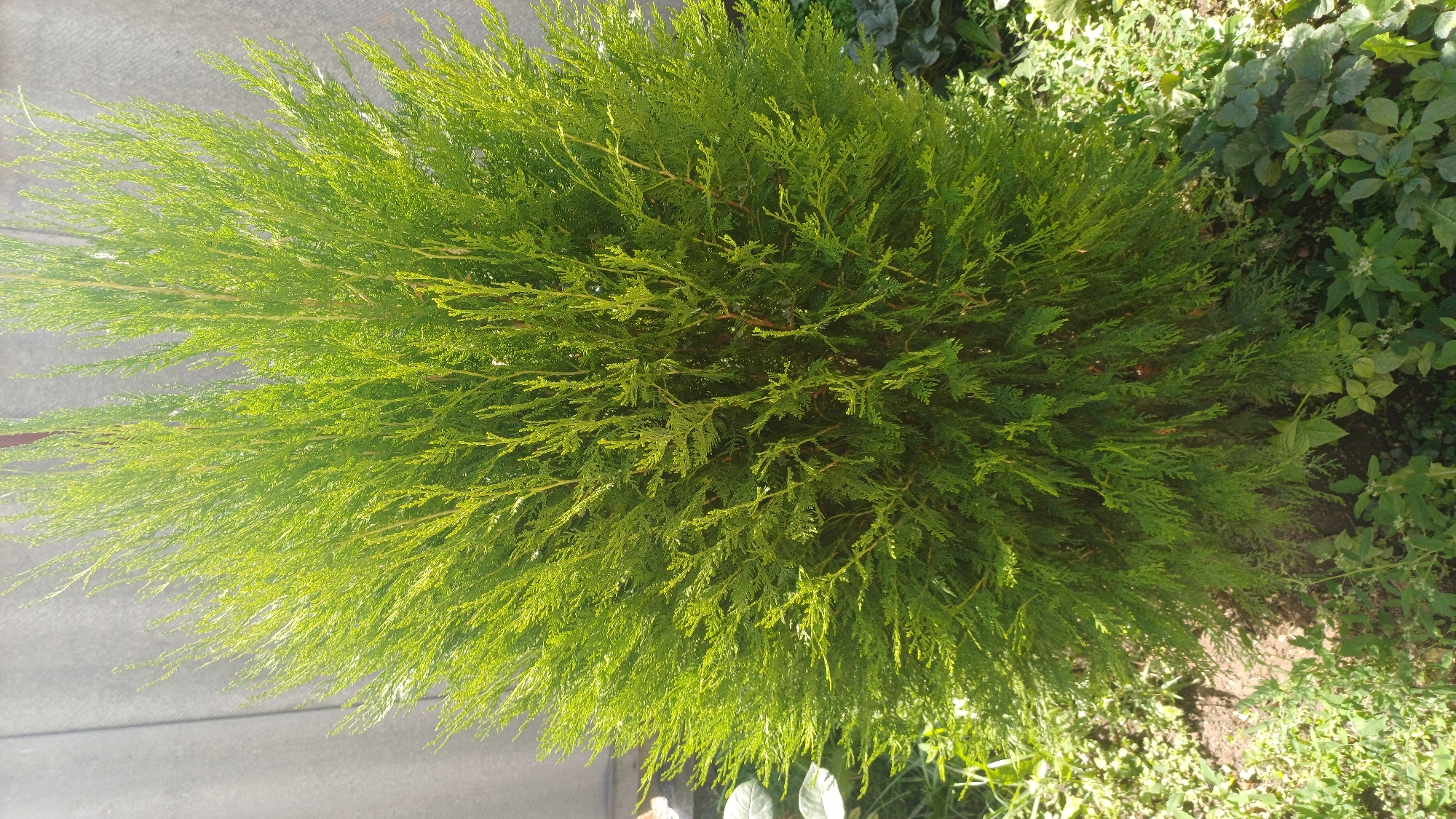 A green evergreen shrub stands in the foreground, its branches forming a dense, conical shape. The shrub is set against a light grey, textured wall. Surrounding the base of the shrub is a patch of ground covered with smaller green plants and visible soil. The lighting suggests it is daytime, with sunlight illuminating the shrub from the right, casting subtle shadows. The scene appears to be an outdoor area, possibly a garden or yard, within the city of Kashat, Kyrgyzstan. No people or animals are visible in the image.