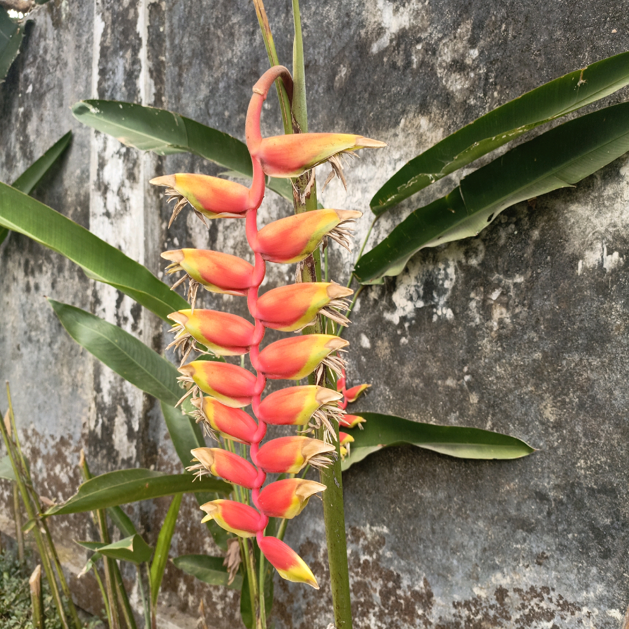 A close-up, medium-shot photograph depicts a cluster of bright red and yellow Heliconia flowers, also known as "lobster claws," hanging from a stem against a weathered, textured grey concrete wall. The flowers are arranged in a cascading pattern, with individual bracts curving downwards. Green, strap-like leaves of the Heliconia plant are visible surrounding the flowers, some overlapping the wall. The background is dominated by the mottled grey wall, showing signs of age and possibly dampness, with patches of white and darker grey. The lighting suggests an outdoor setting, possibly late afternoon, casting soft shadows and highlighting the vibrant colors of the flowers. The image was taken in Salatiga, Indonesia.