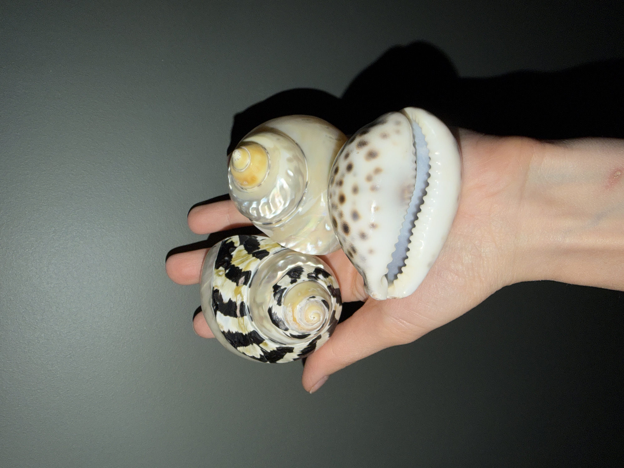 A close-up, angled shot shows a light-skinned hand holding three distinctive seashells against a gradient dark grey and black background. The scene is set in what is stated to be Khimki, Russia, though no specific geographical cues are visible in the image itself.
The three seashells are prominently displayed in the palm and fingers of the hand. The top-left shell is a light, spiraled shell with a pearlescent sheen and a yellowish-orange tip. Below it, on the bottom-left, is another spiraled shell featuring striking black and white patterns with hints of yellow-brown, also displaying a pearlescent quality. To the right, held between the thumb and forefinger, is an oval-shaped cowrie shell, light cream in color with dark brown spots and a distinctive, serrated opening.
The hand appears smooth, with faint vein patterns visible on the back of the wrist, where a small red mark can be observed. The activity depicted is simply the holding and presentation of these shells. The lighting is artificial, casting distinct shadows behind the hand and shells onto the textured, plain background, which transitions from a medium-dark grey on the left to a deeper black on the right. No specific time of day or emotional cues can be determined. There is no visible text in the media.