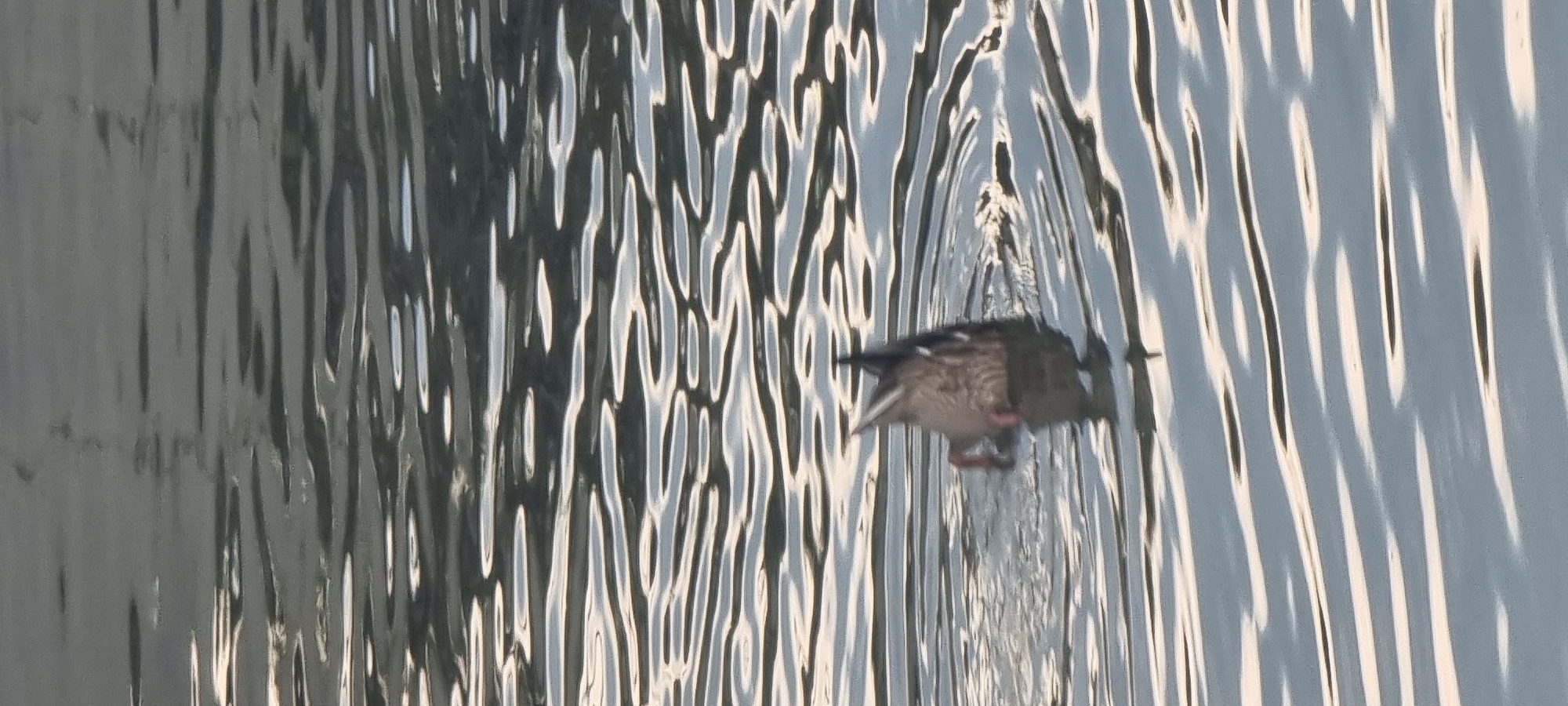A single duck, likely a female mallard, swims in water that appears slightly choppy, creating distorted reflections. The duck is facing to the right, its back is to the viewer, and its head is partially submerged or angled downwards, as if feeding or looking for something. Its plumage is mottled brown and gray, characteristic of a female mallard. The water's surface is reflecting light in a way that creates elongated, wavy patterns of light and dark, obscuring the full clarity of the duck and its surroundings. The overall impression is of a natural setting, possibly a pond or lake, with the lighting suggesting it is daytime, perhaps late afternoon given the quality of light reflecting on the water. There is no visible text in the image. The location is Aktobe, Kazakhstan.