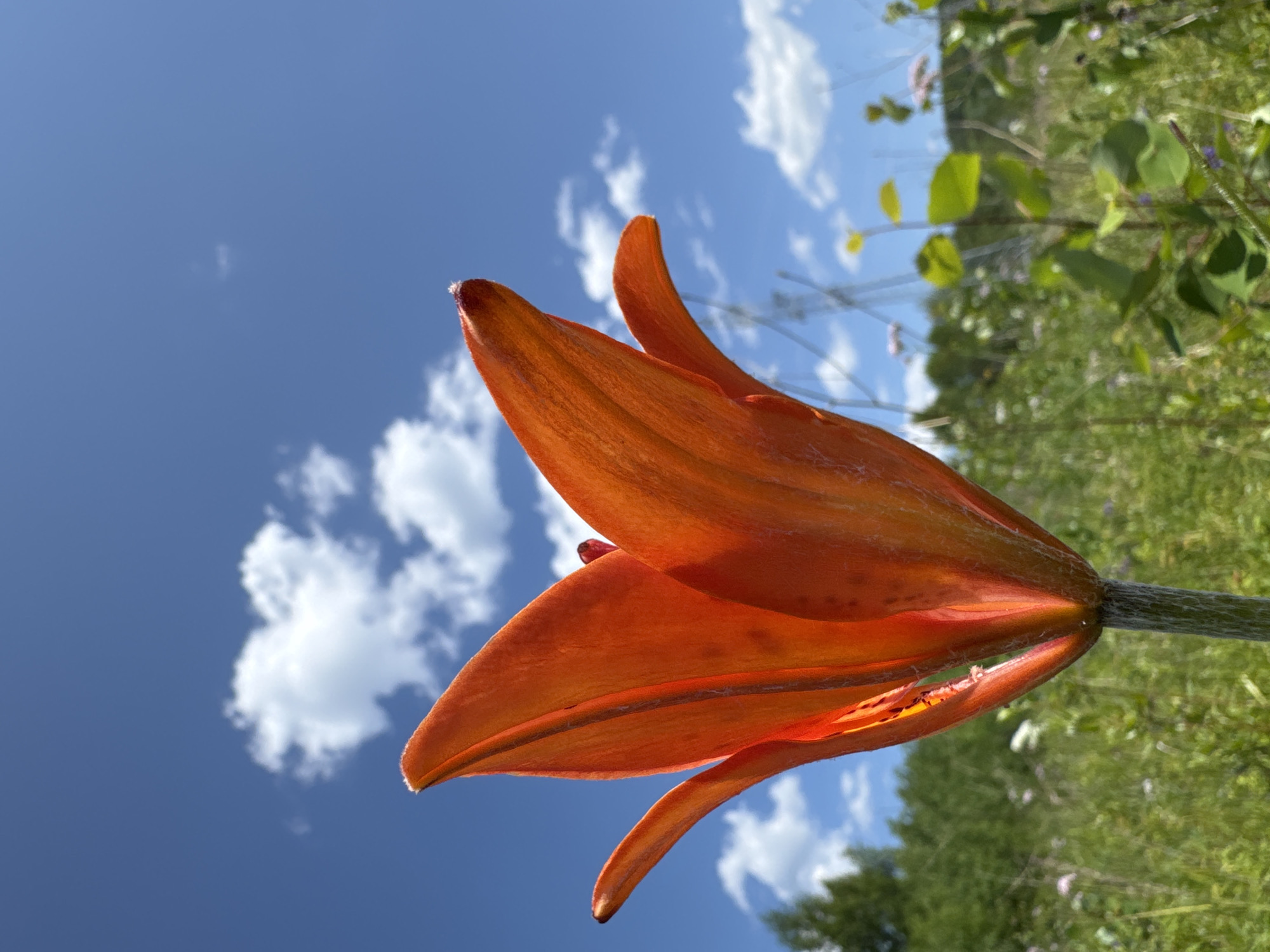 An upward-facing, close-up shot showcases the vibrant orange petals of a lily against a bright blue sky dotted with fluffy white clouds. The flower, angled to the right, has several unfurled petals revealing the stamen within. The bloom is the primary subject, with a blurred background of green foliage, suggesting a natural outdoor setting. The lighting indicates it is daytime, likely sunny with a few clouds. The image is oriented vertically, making the sky and flower prominent. No people, text, or specific events are discernible. The overall mood is bright and natural.