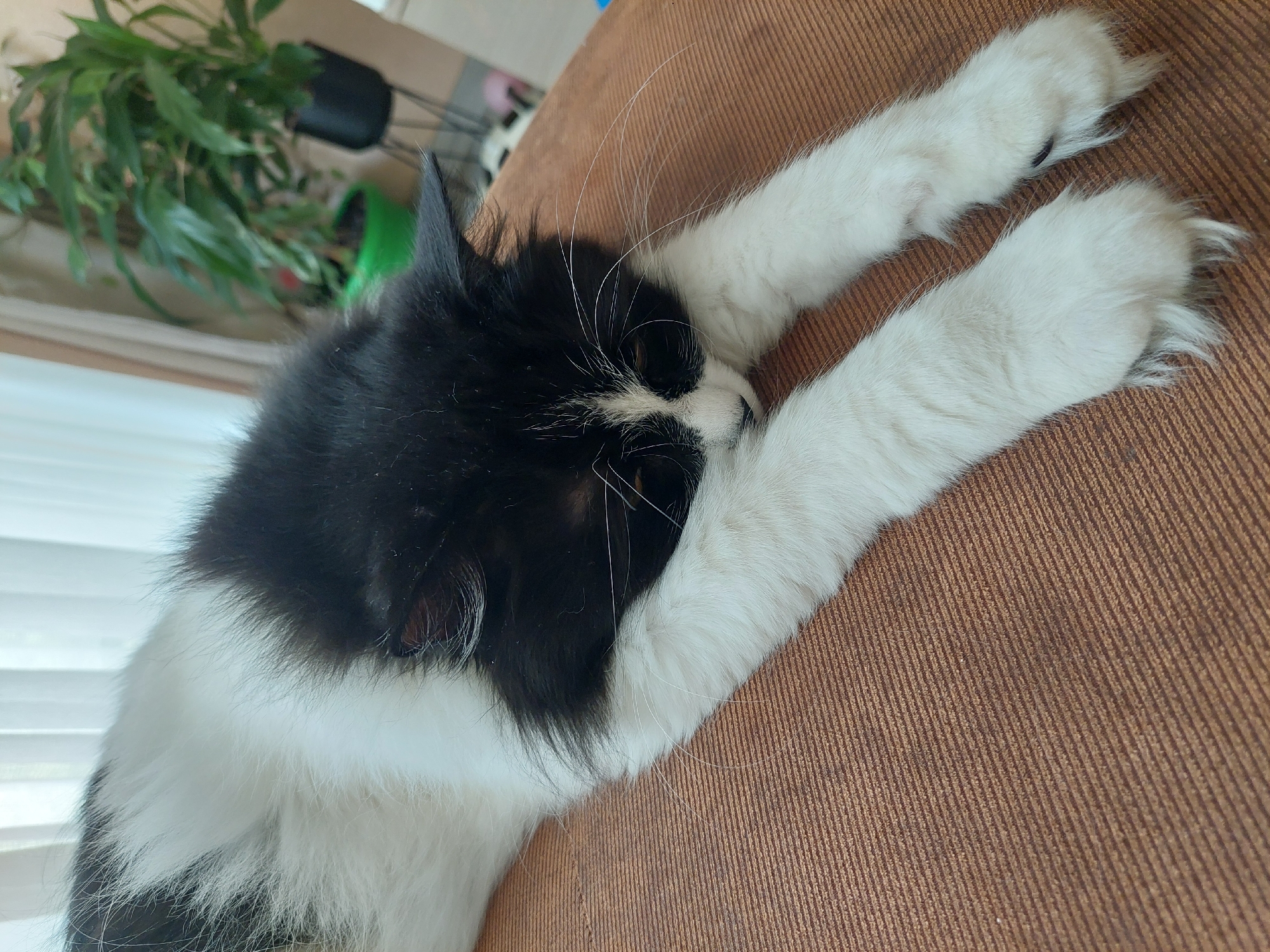 A black and white cat is lying on a brown couch. The cat is stretching its white paws upwards. There is a potted plant in the background. The location is not identifiable as being in Plovdiv, Bulgaria.