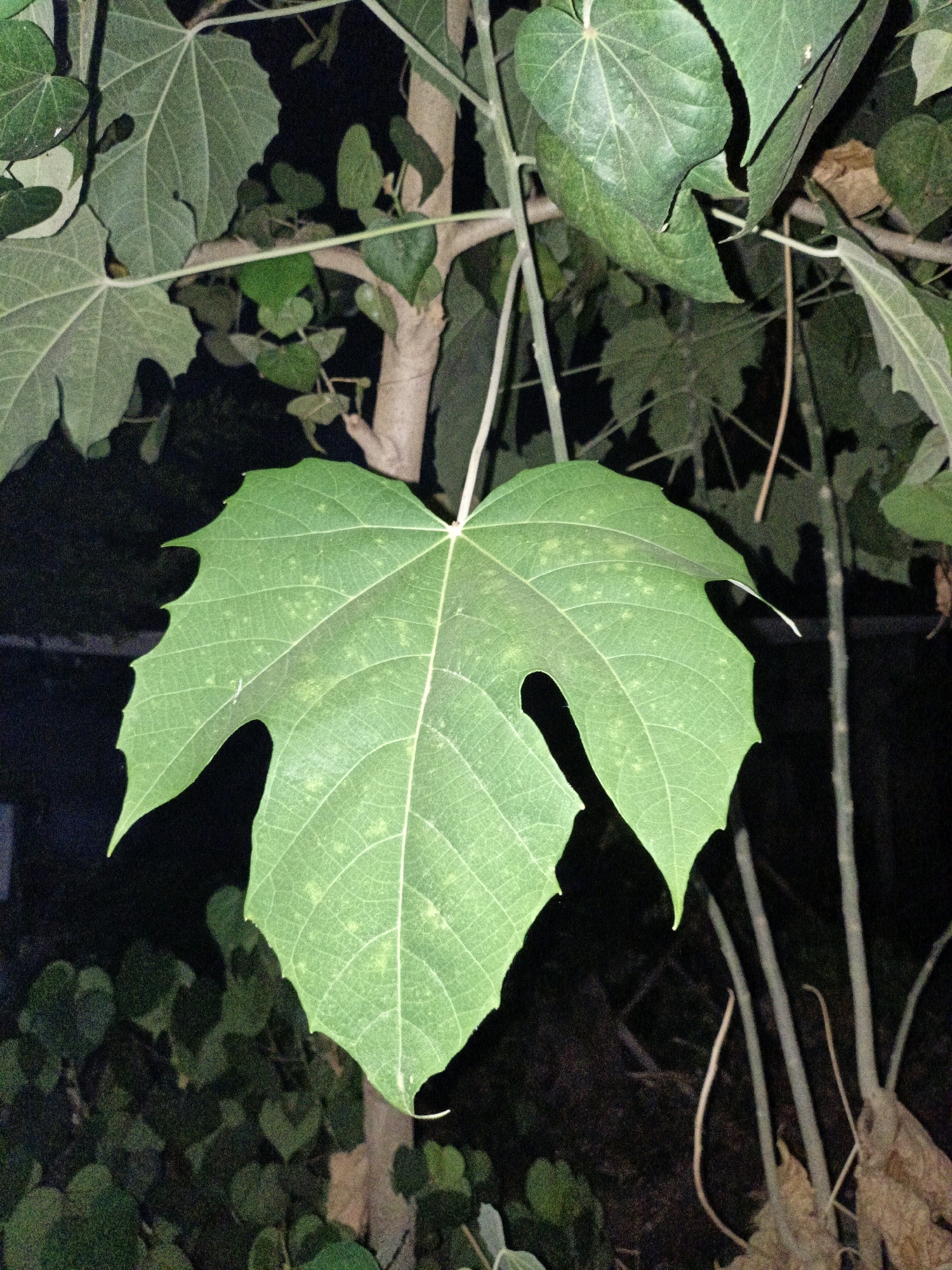 A close-up, vertical, eye-level shot captures a large, vibrant green leaf with a palmate shape and serrated edges. The leaf is the central focus, with its intricate vein structure clearly visible. Behind it, a thin, light-colored stem extends upwards and to the right, disappearing out of frame. The background is a blur of dark greens and blacks, suggesting dense foliage and shadows, possibly indicative of a natural or semi-natural environment. The lighting appears to be artificial, casting distinct shadows and highlighting the leaf's texture. The image was taken in Cikal, Indonesia, though the specific location within the city is not discernible from the visual information alone. No people or animals are present in the scene.