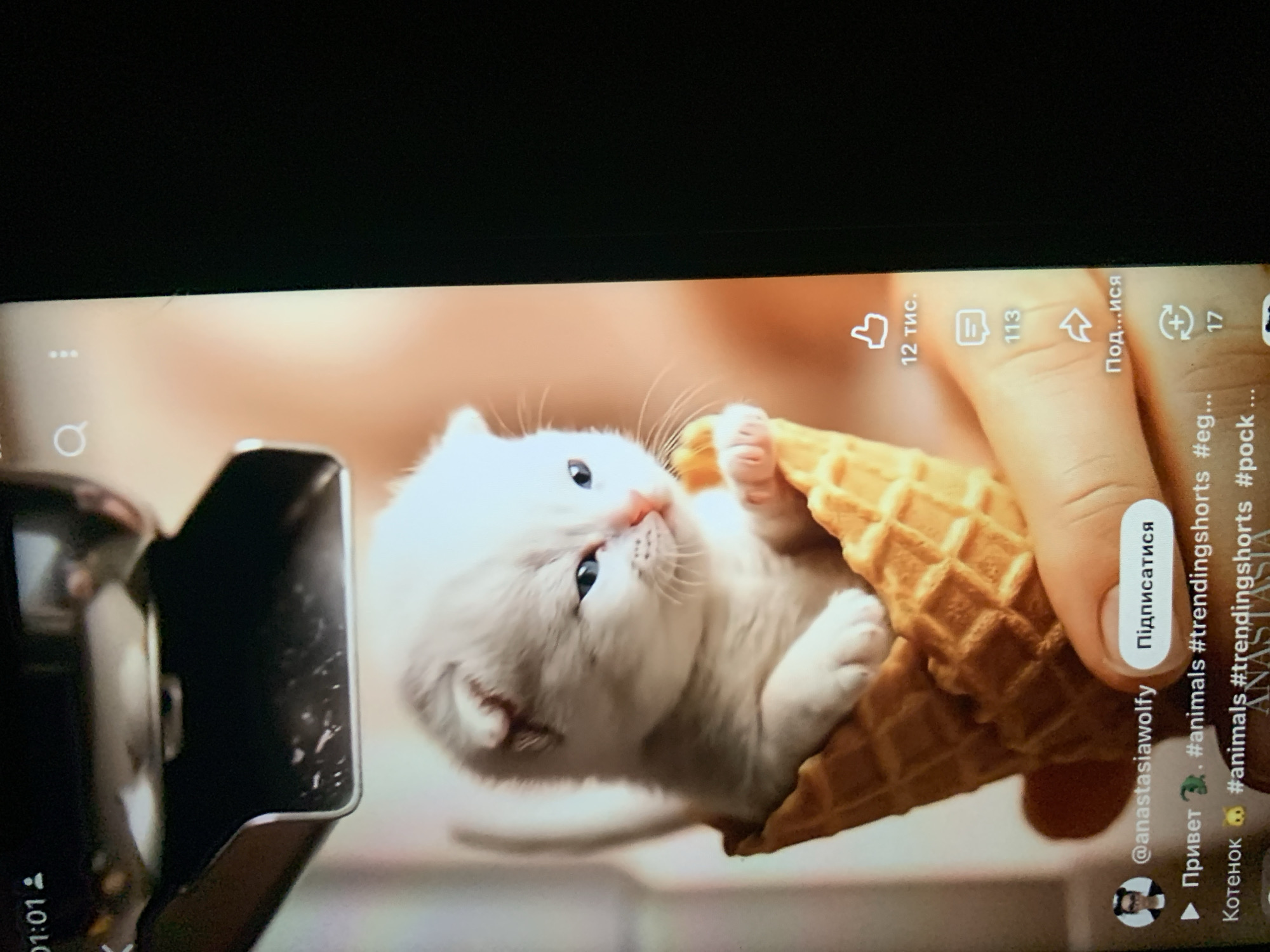 The image shows a close-up of a light-colored kitten with blue eyes sitting inside an ice cream cone. The kitten is being held by a person's hand, partially visible at the bottom of the frame. The background is softly blurred, suggesting a shallow depth of field, and appears to be an indoor setting with warm lighting. Overlays from a social media app are visible, including text like "@anastasiawolfy", "Підписатися" (which means "Subscribe" in Ukrainian), and hashtags such as "#animals" and "#trendingshorts". There are also icons for likes, comments, and shares, with numbers indicating engagement. The top left corner displays "01:01" and a user icon, typical of a video player interface. The image is taken from a screen, possibly a smartphone or tablet, as evidenced by the dark edges and reflection of ambient light on the screen. There is no discernible information within the image that places the scene in Zhmerynka, Ukraine, or any other specific city.