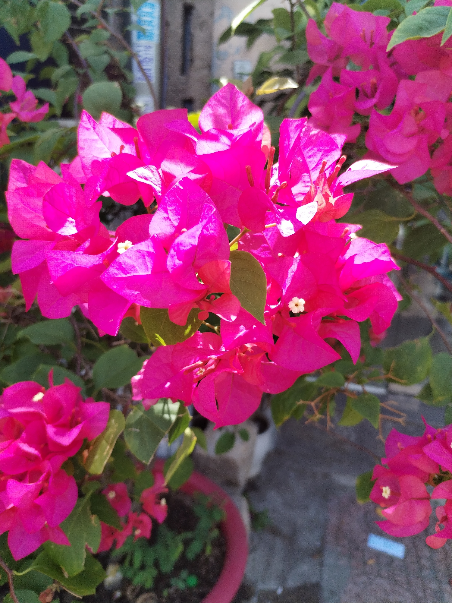 The image shows bright pink Bougainvillea flowers in Bac Nha Trang Ward, Vietnam. The flowers are the primary subject, with green leaves visible among the blossoms. A red-rimmed pot contains some of the Bougainvillea. A blurred grey wall and a cement surface are visible in the background. The scene is outdoors, under natural light.