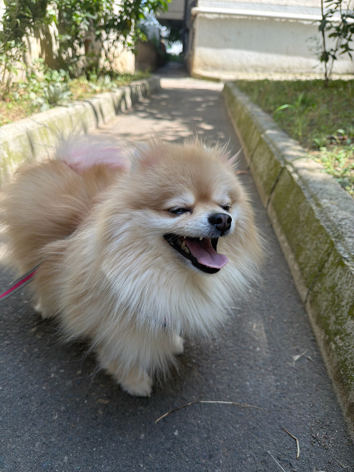 A fluffy, light brown Pomeranian dog with its tongue out is the central subject of this medium shot, taken outdoors on a paved walkway. The dog, wearing a pink leash, appears to be panting or smiling, with its eyes partially closed and its mouth wide open, revealing its teeth and pink tongue. The background shows a concrete curb lined with grass and foliage, with a building and trees visible further down the path. The lighting suggests a sunny day, with shadows cast on the ground. The specific location of Tbilisi, Georgia, is not discernible from the image itself.