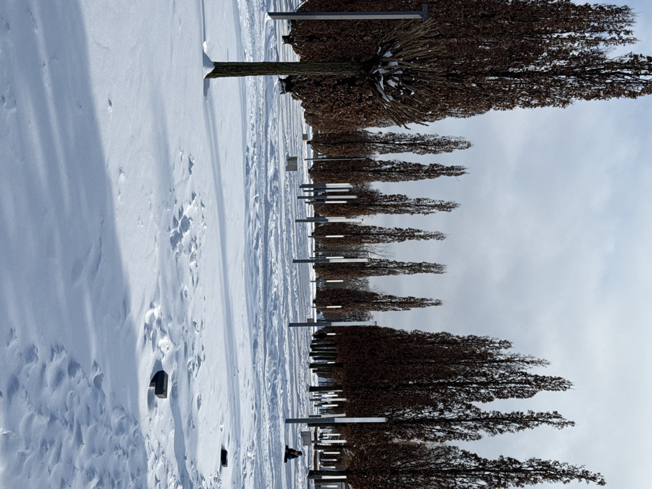 This image depicts a snow-covered urban park or landscaped area in Plodorodny, Russia, under an overcast sky with clear daylight casting shadows. The foreground and mid-ground are entirely covered in white snow, displaying varied textures, drifts, and numerous footprints. Multiple rows of tall, slender, columnar trees with dense, dark brown winter foliage or branches dominate the mid-ground and background, extending into the distance. A smaller, pruned deciduous tree with a rounded crown, showing light snow accumulation on its branches, stands in the foreground-left. Interspersed among the trees are numerous tall, grey, vertical light poles, each topped with a rectangular white illuminated section, arranged in a grid-like pattern. Several dark, rectangular objects, likely benches or concrete blocks, are partially visible above the snow in the foreground and mid-ground. In the mid-ground, towards the right, a solitary individual is seated or crouching directly on the snow, dressed in dark winter clothing including a dark hat or hood. Another indistinct, dark figure is faintly visible further back among the trees. No specific interactions are occurring; the scene is static with individuals present in a winter park environment.