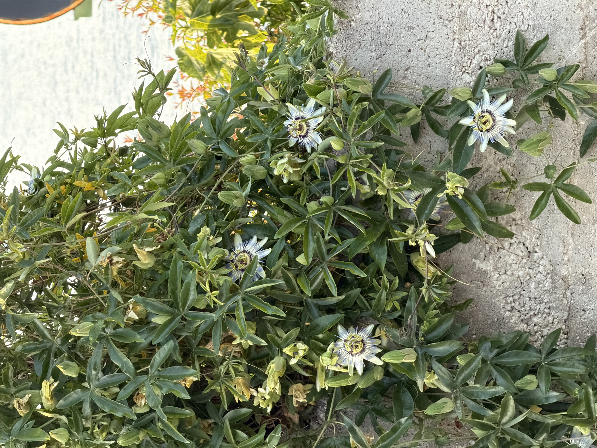 The image shows a vine with three passionflower blooms growing against a textured concrete wall. The leaves of the vine are green and five-lobed. Several unopened buds are also visible. The flowers are white with a purple and yellow center. The scene appears to be outdoors, potentially in a garden or against a building. The location is in Krašići, Montenegro.