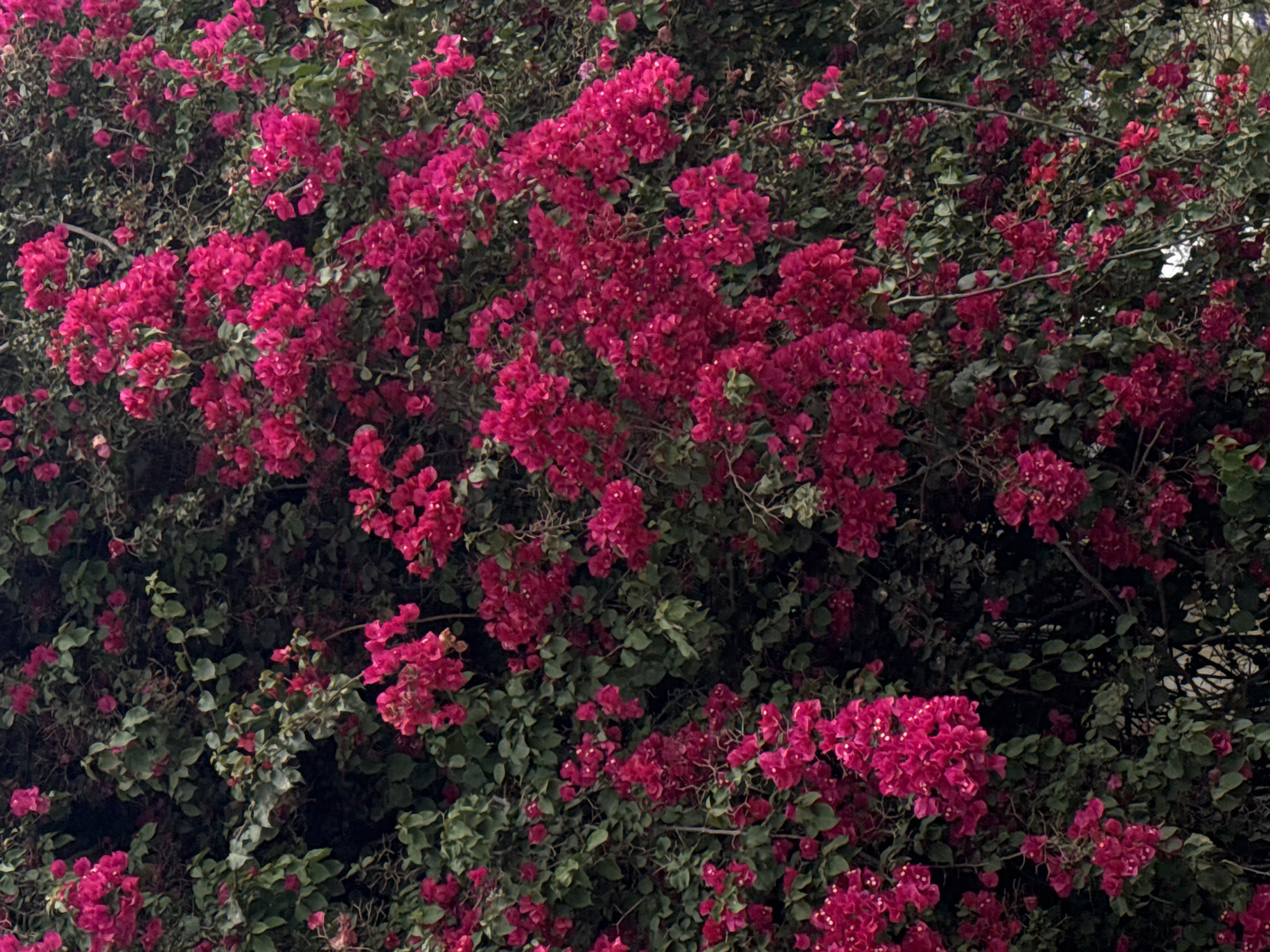 The image shows a dense cluster of pink bougainvillea flowers intertwined with green foliage. The location is Bat Yam, Israel. No people are visible. The subject is a flowering bougainvillea bush. There are no discernible actions or interactions. The environment is an outdoor setting in Bat Yam.