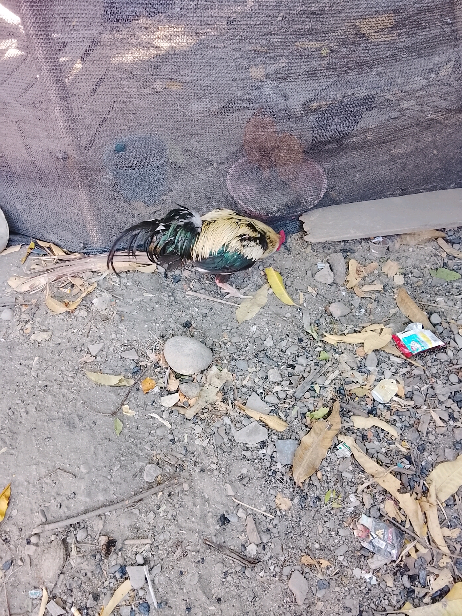 A rooster lies on the ground next to a gray mesh fence. The ground is covered with small gray and brown stones, dead leaves, and some trash, including a crumpled red and white wrapper and what appears to be a portion of a cigarette pack. The rooster has predominantly white and yellow feathers on its back and head, with black and iridescent green tail feathers. Its head is down, and its body is partially obscured by the mesh fence. The scene appears to be outdoors in an area with loose gravel and dirt. There are no people visible in the image.