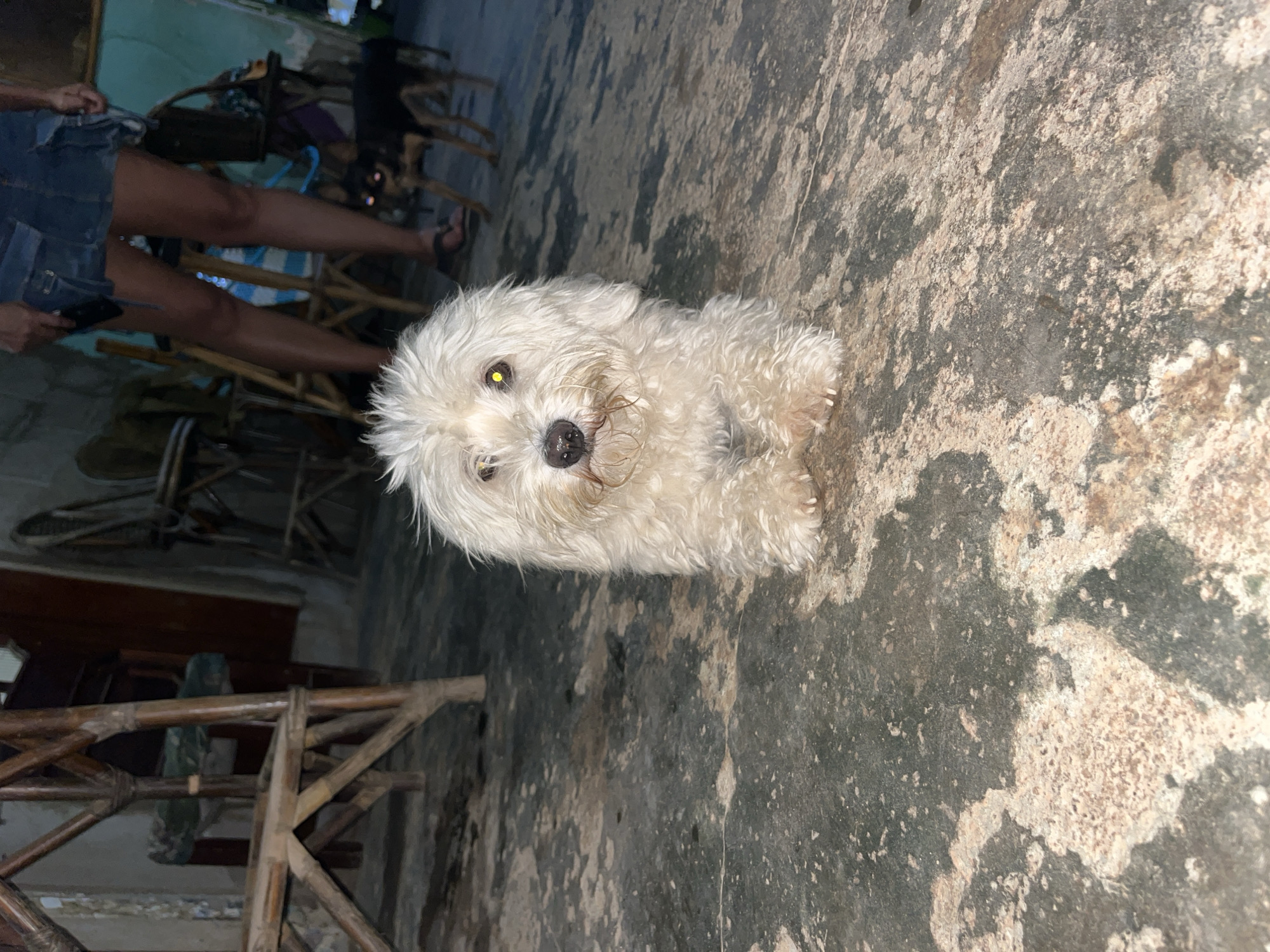 A small, white, fluffy dog lies on a mottled concrete floor, with its head facing the camera. The floor is predominantly grey with light-colored patches and variations. Behind the dog, to the left, are wooden chairs and the legs of a person wearing denim shorts and sandals. The setting appears to be indoors, or in a covered area. The location is in the city of Juan Griego, Venezuela.
